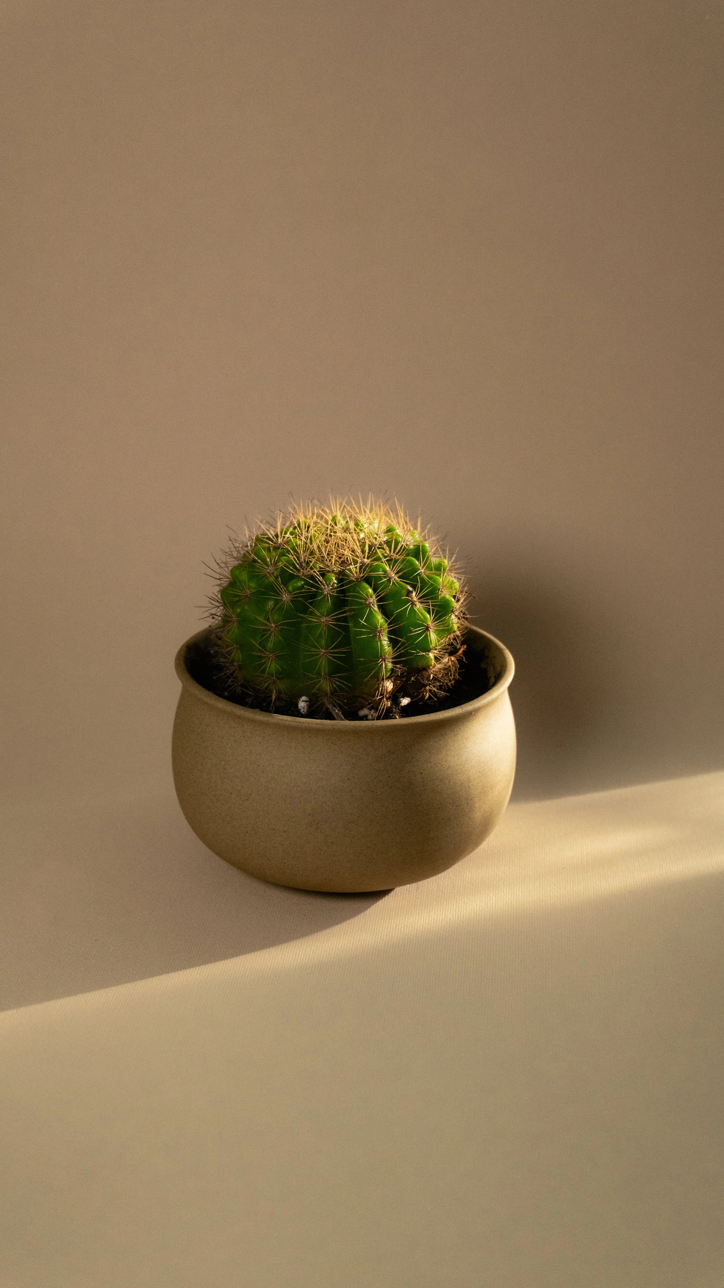 Golden Barrel Cactus in Gully Pot