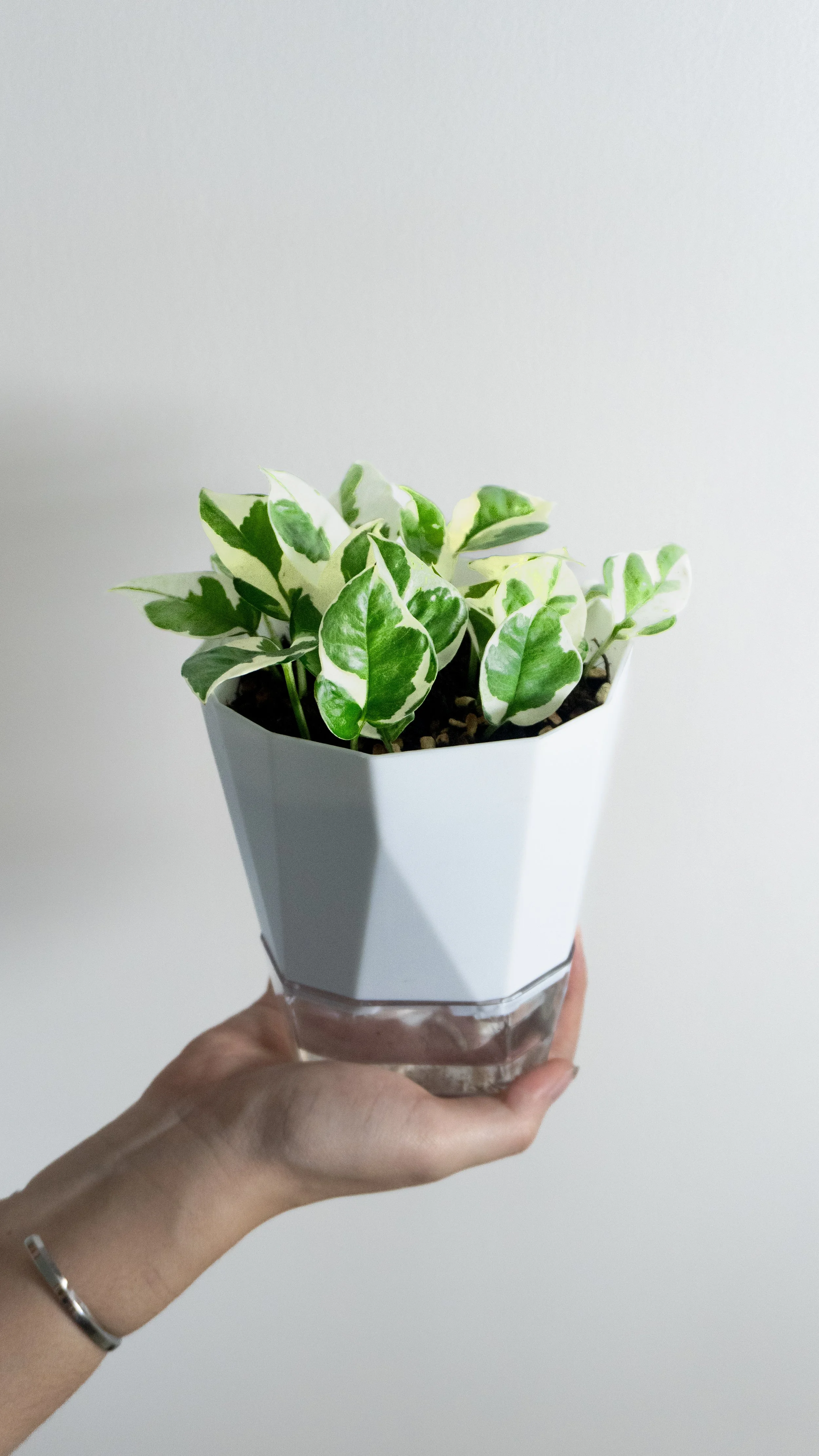 Person holding a white-colored geometric pot with a green and white variegated pothos plant against a plain white background.