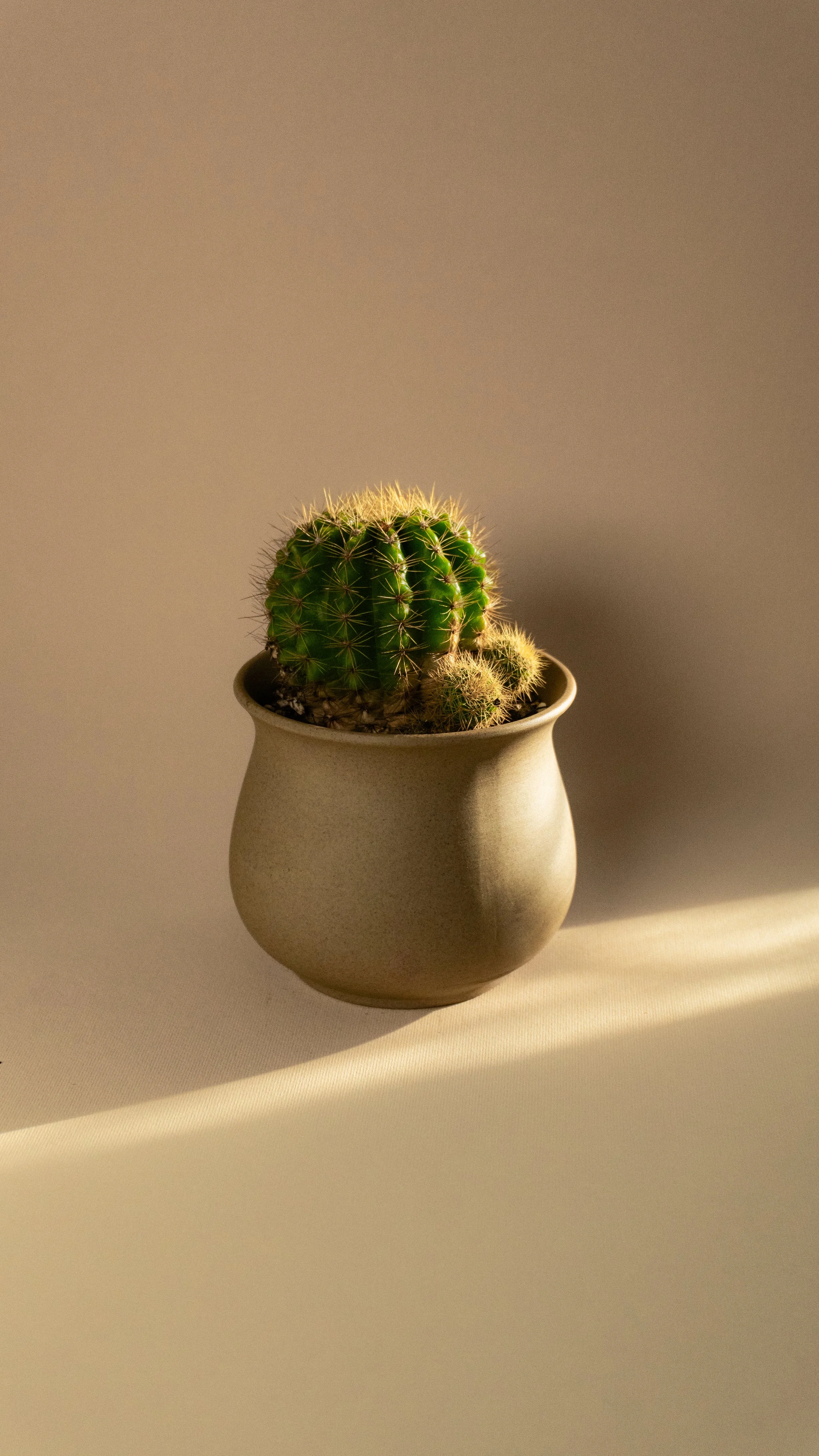 Golden Barrel Cactus in Dune Pot