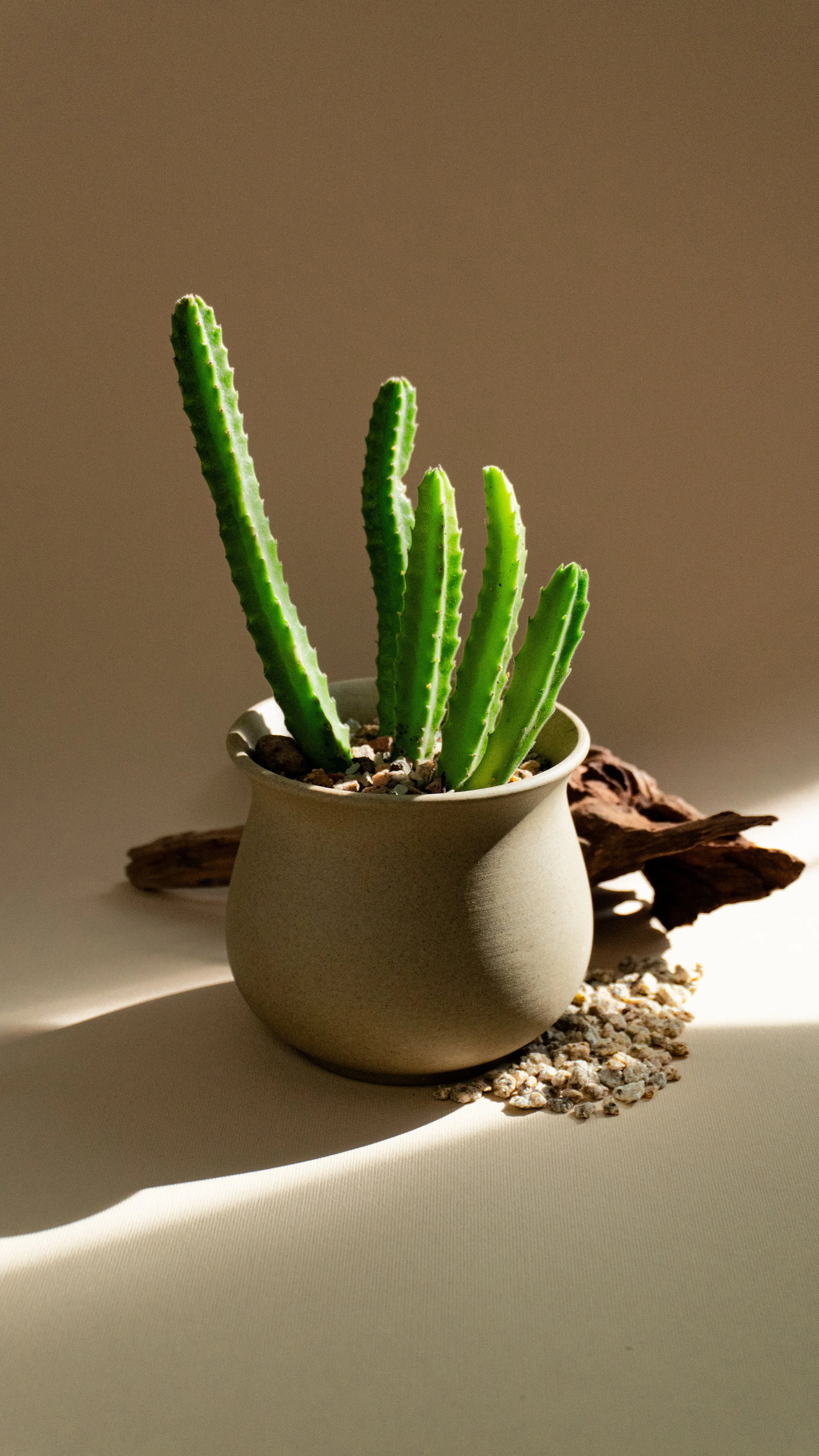 Starfish Cactus in Dune Pot [2 of 3]