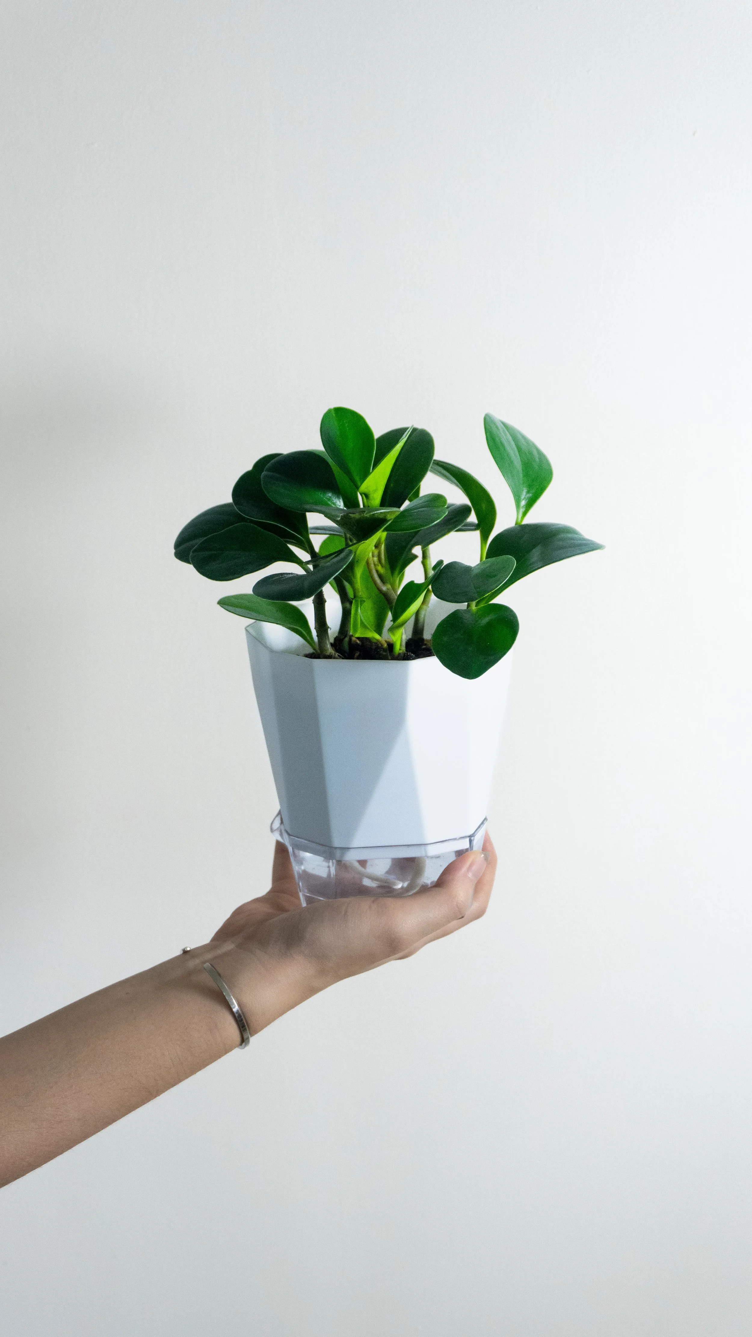 Person holding a potted green plant with rounded leaves against a plain white wall.