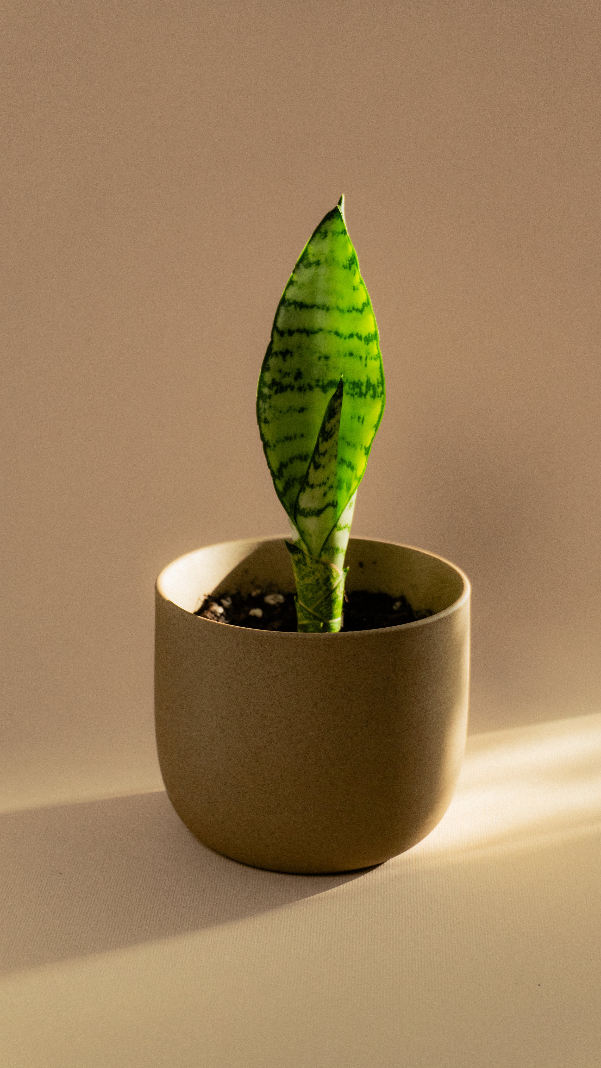 Snake Plant in Mesa Pot [S]