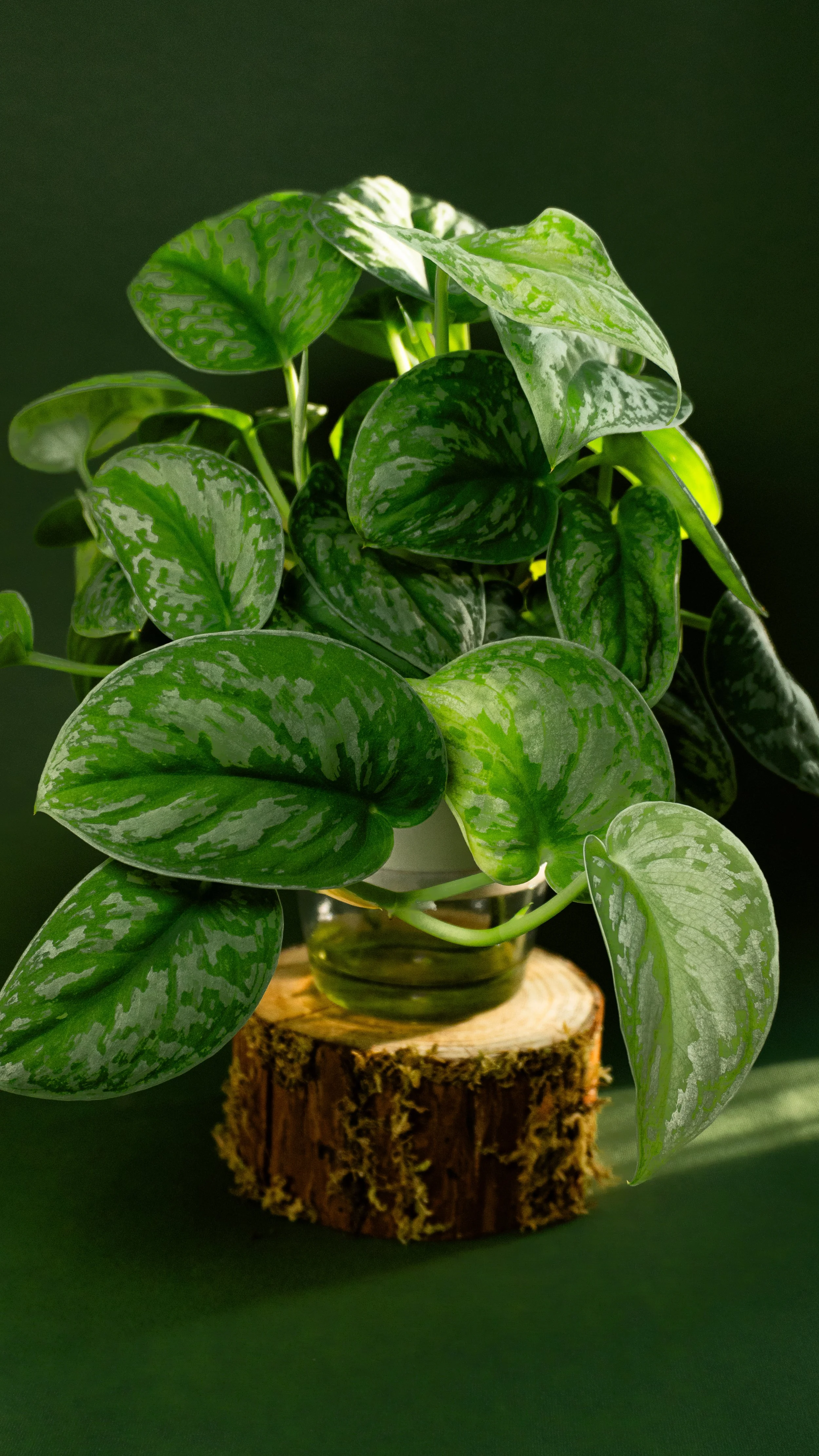 Satin Pothos, Scindapsus Pictus