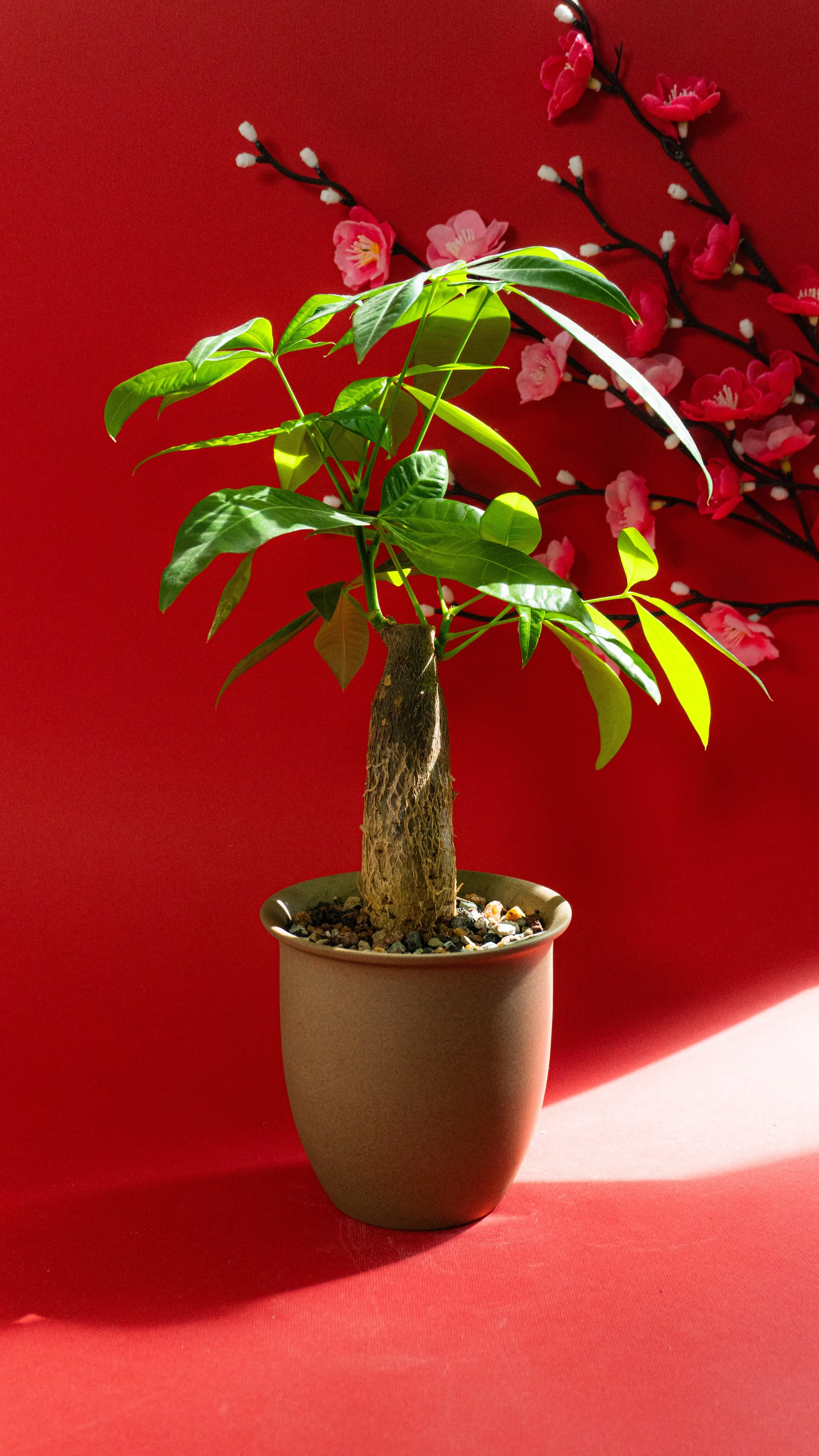 Money Tree in Canyon Pot [3 of 4]