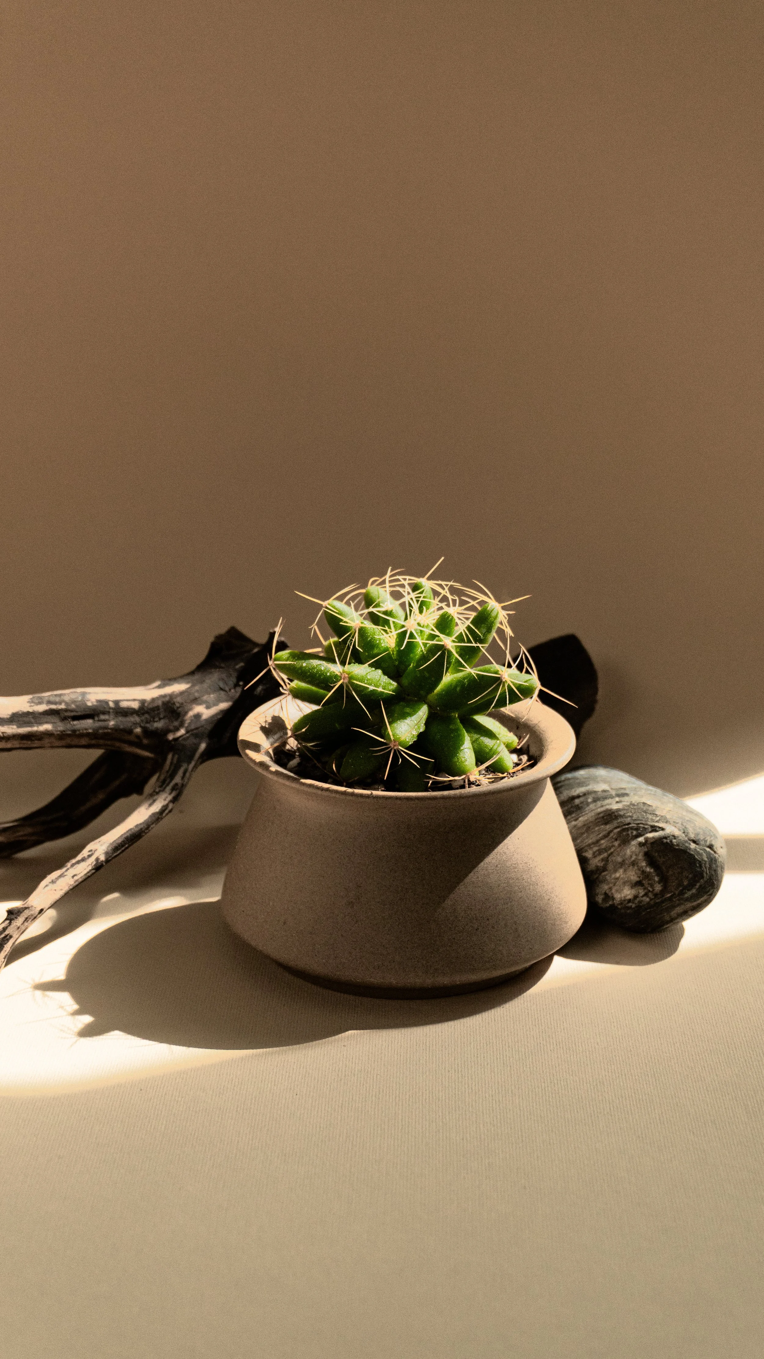 Star Fragment Cactus in Vale Pot