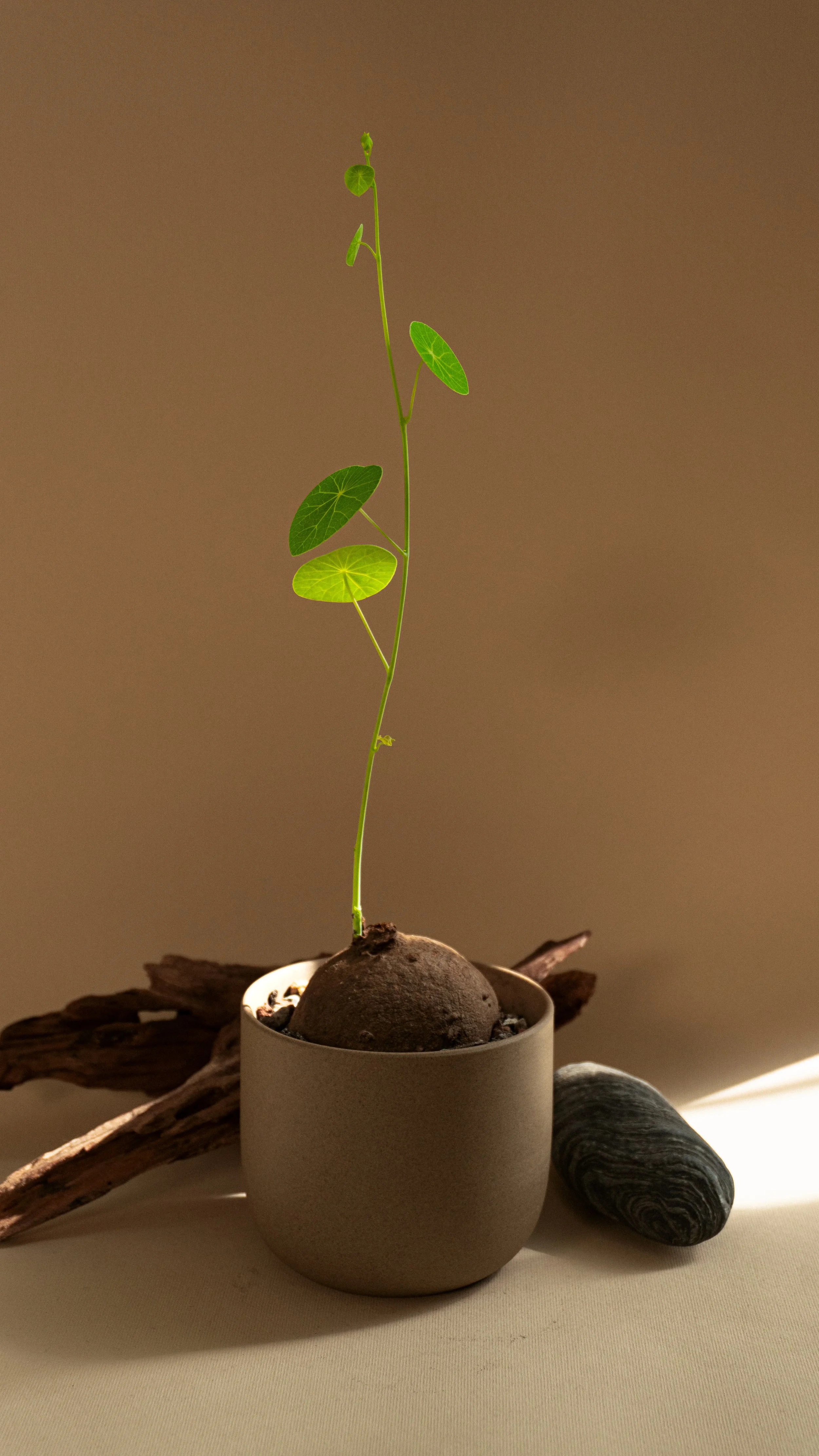Potato Plant in Mesa Pot  M size [ 2 of 4 ]