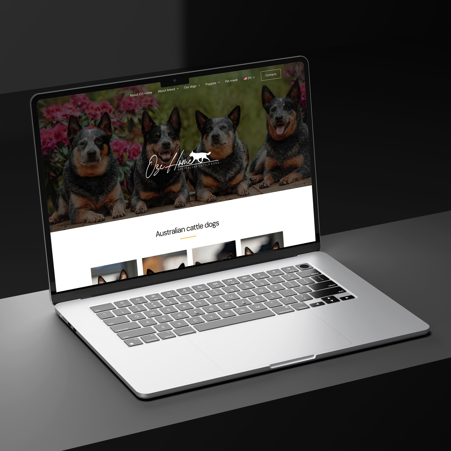 Open laptop displaying a website featuring Australian cattle dogs, with a header image of four cattle dogs sitting outdoors in front of pink flowers.