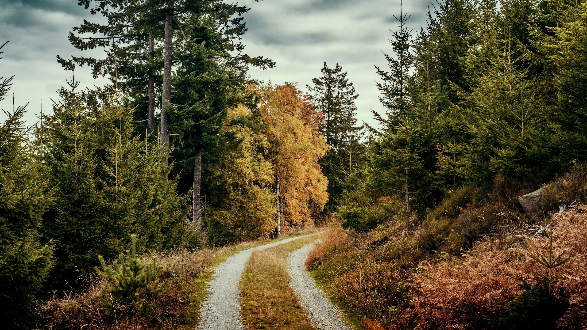 Peaceful woodland path in autumn representing the therapeutic coaching journey for midlife women navigating perimenopause and finding their way forward