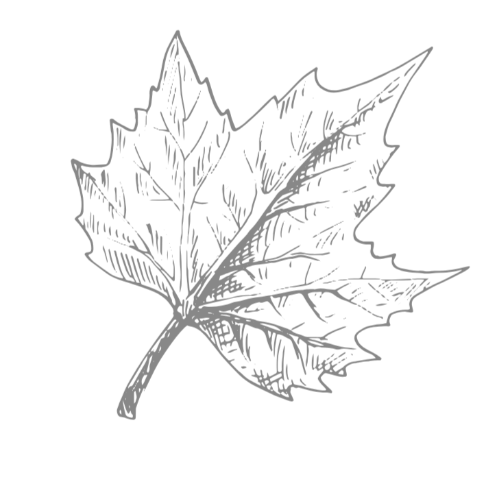 Black and white illustration of a maple leaf on a black background.