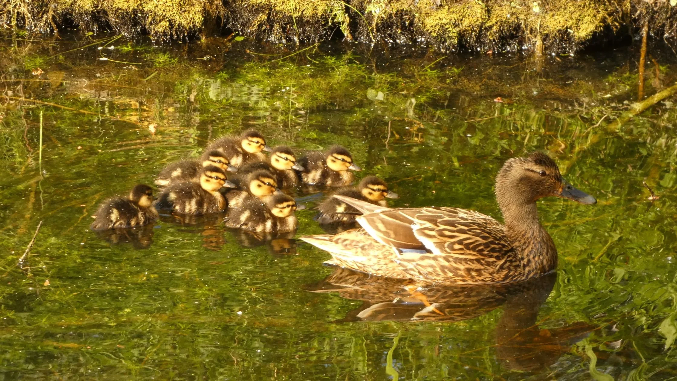 Living Things and Habitats