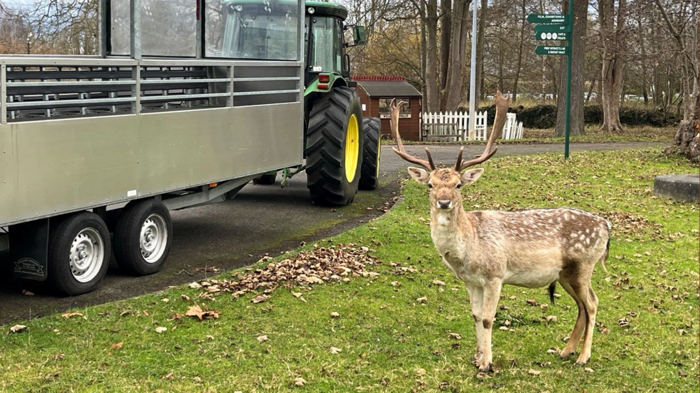 Search for Santa’s Deer