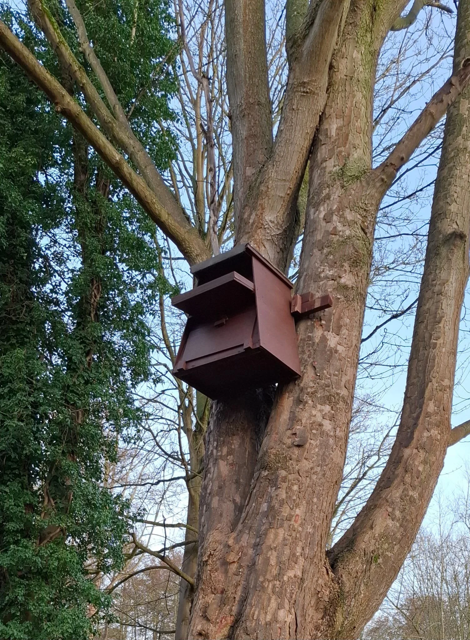 Owl Boxes