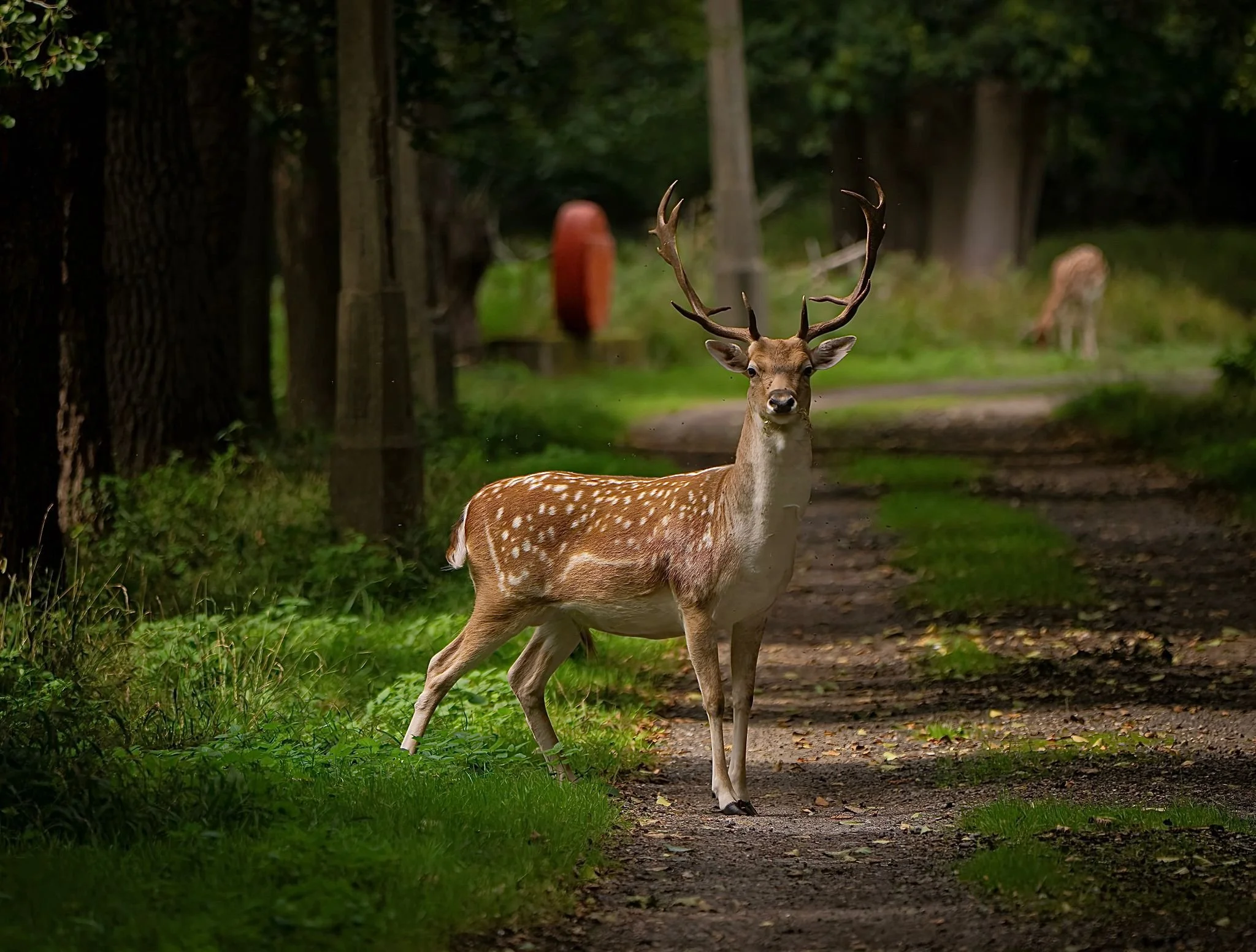 Fallow Deer