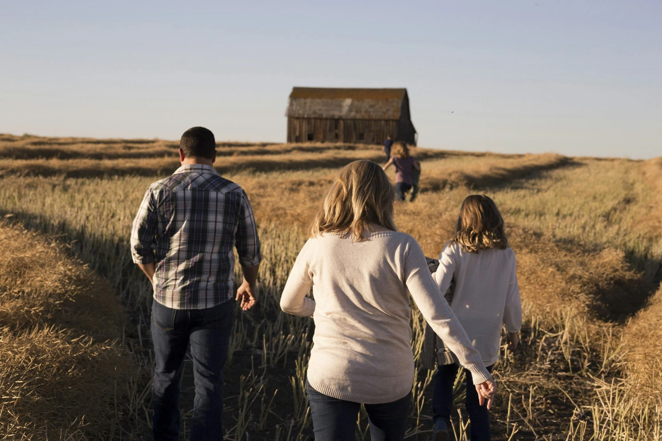 Four people walking through a wheat field towards a wooden barn on a clear day.
