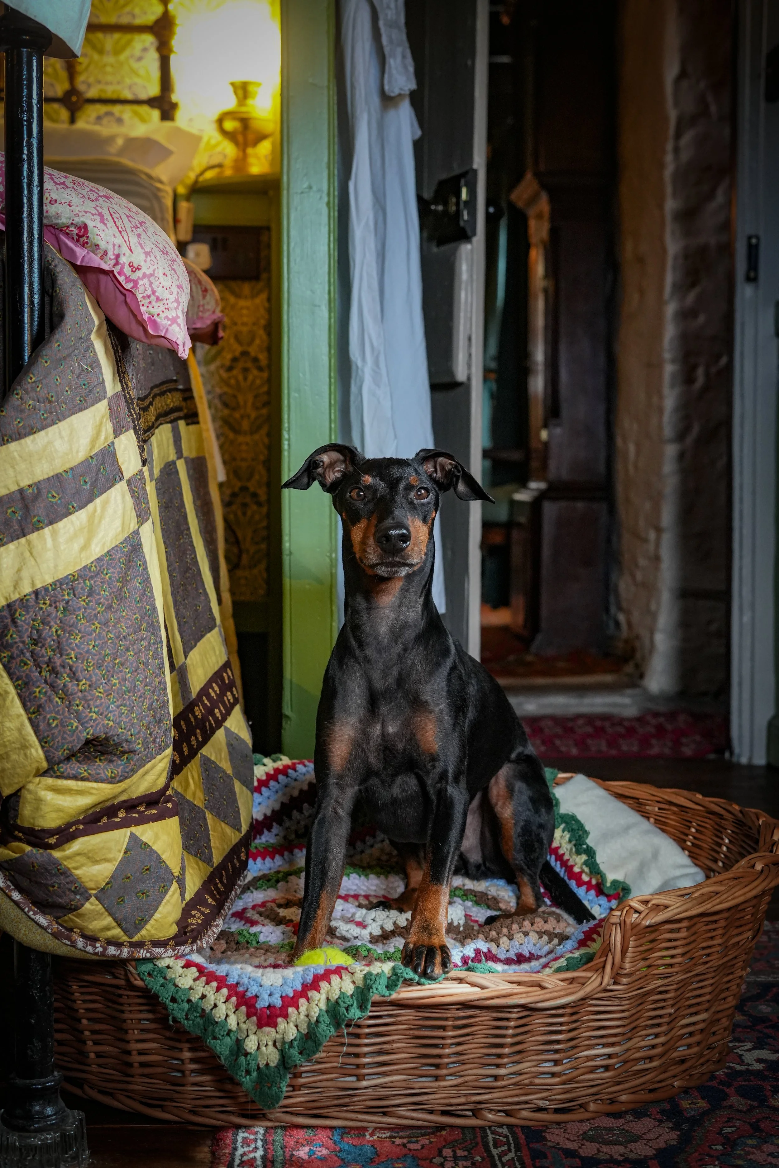 A black and tan dog sitting on a multicolored crocheted blanket inside a wicker basket, next to a quilted bed in a cozy, vintage-style bedroom at Boloquoy Victorian Farm & Watermill.
