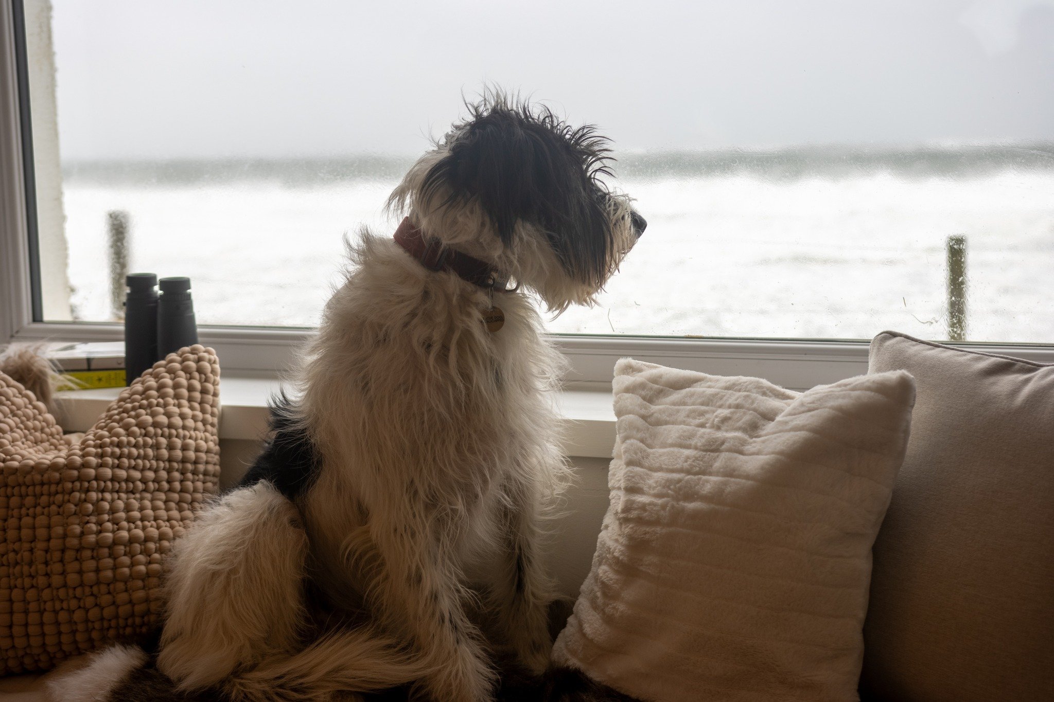 A dog with long, wavy fur sitting on a couch by a window, looking outside at the tide.