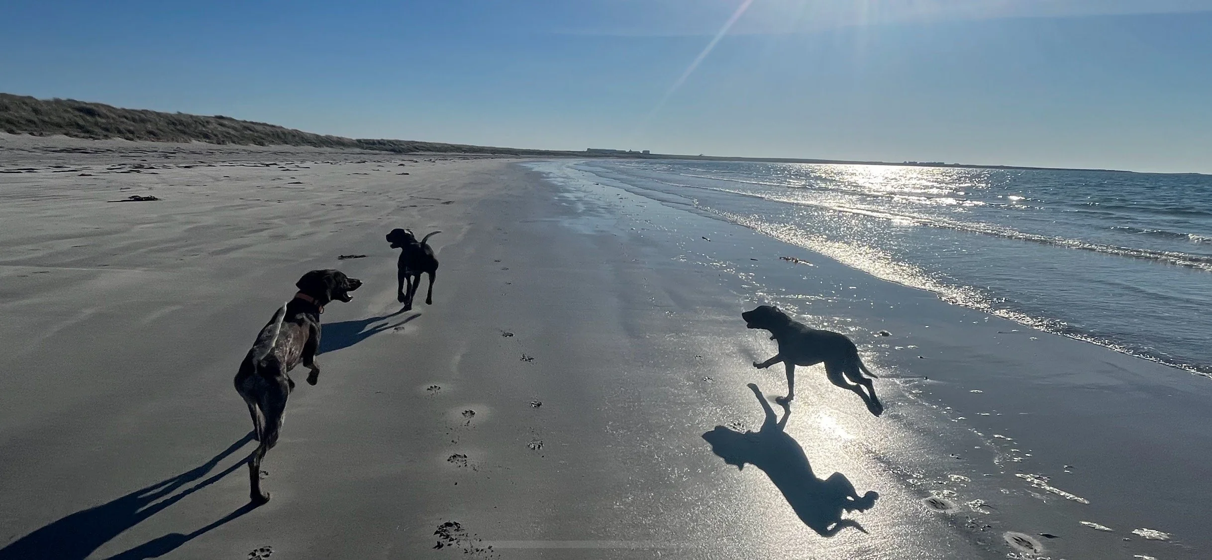 Three dogs playing on a beach on Sanday and running on the beach in the sunlight, with their shadows cast on the wet sand and the ocean in the background.