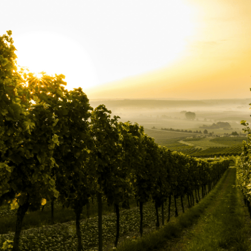 Vineyard rows with lush green grapevines during sunrise or sunset, overlooking rolling hills and distant fog.