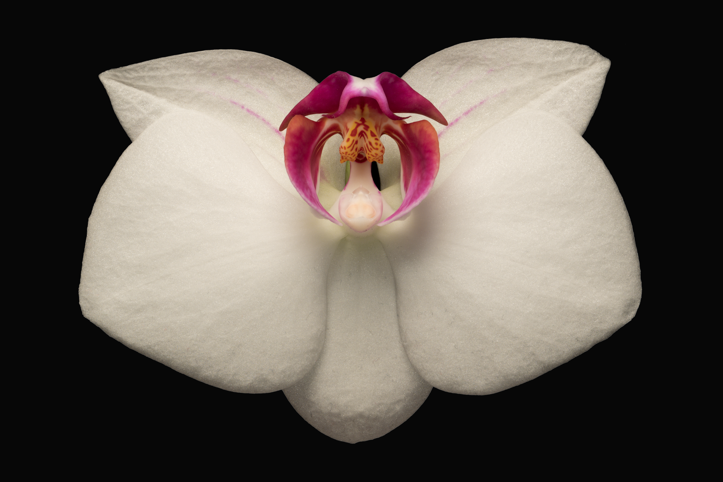 Close-up of a white orchid flower with pink and yellow details against a black background.