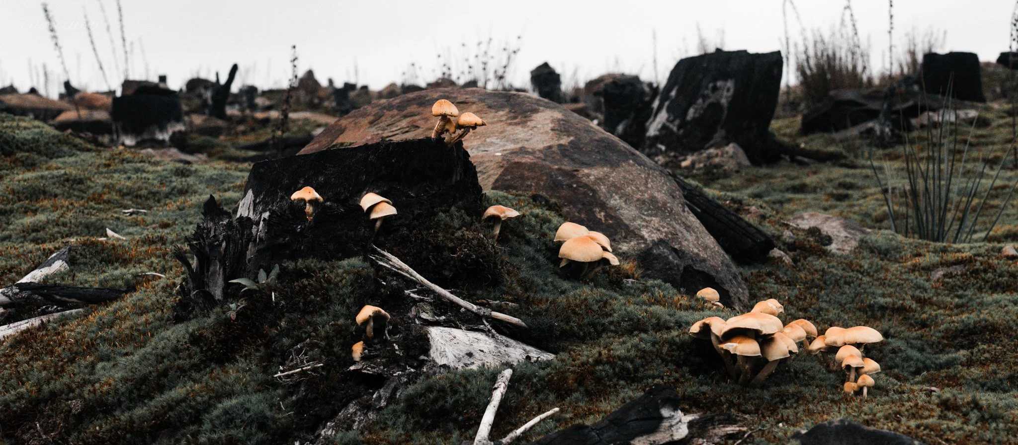 Small mushrooms growing on a decayed tree stump in a rocky, mossy landscape with scattered rocks and charred remains, under an overcast sky.