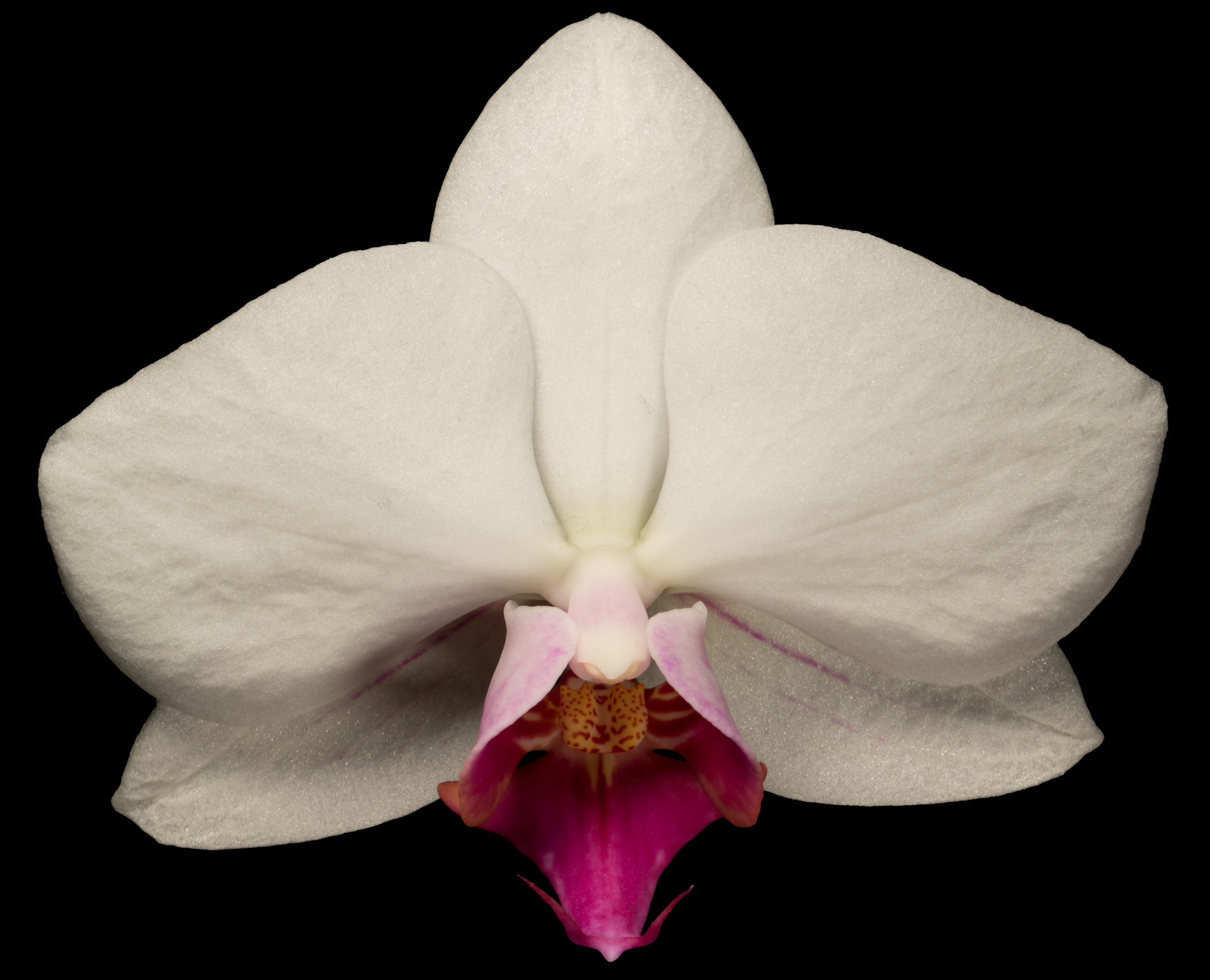 Close-up of a white orchid flower with a pink and yellow center, set against a black background.