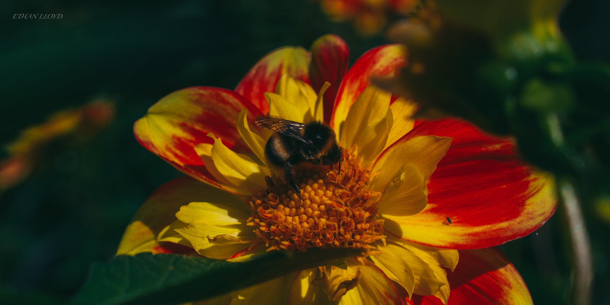 Close-up of a bee on a yellow and red flower with a dark green background.