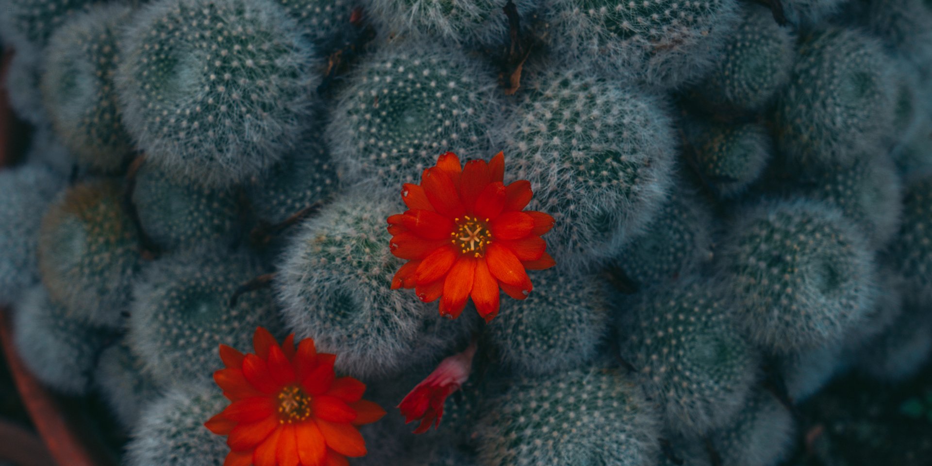 Botanical Gardens | Bristol | 2025