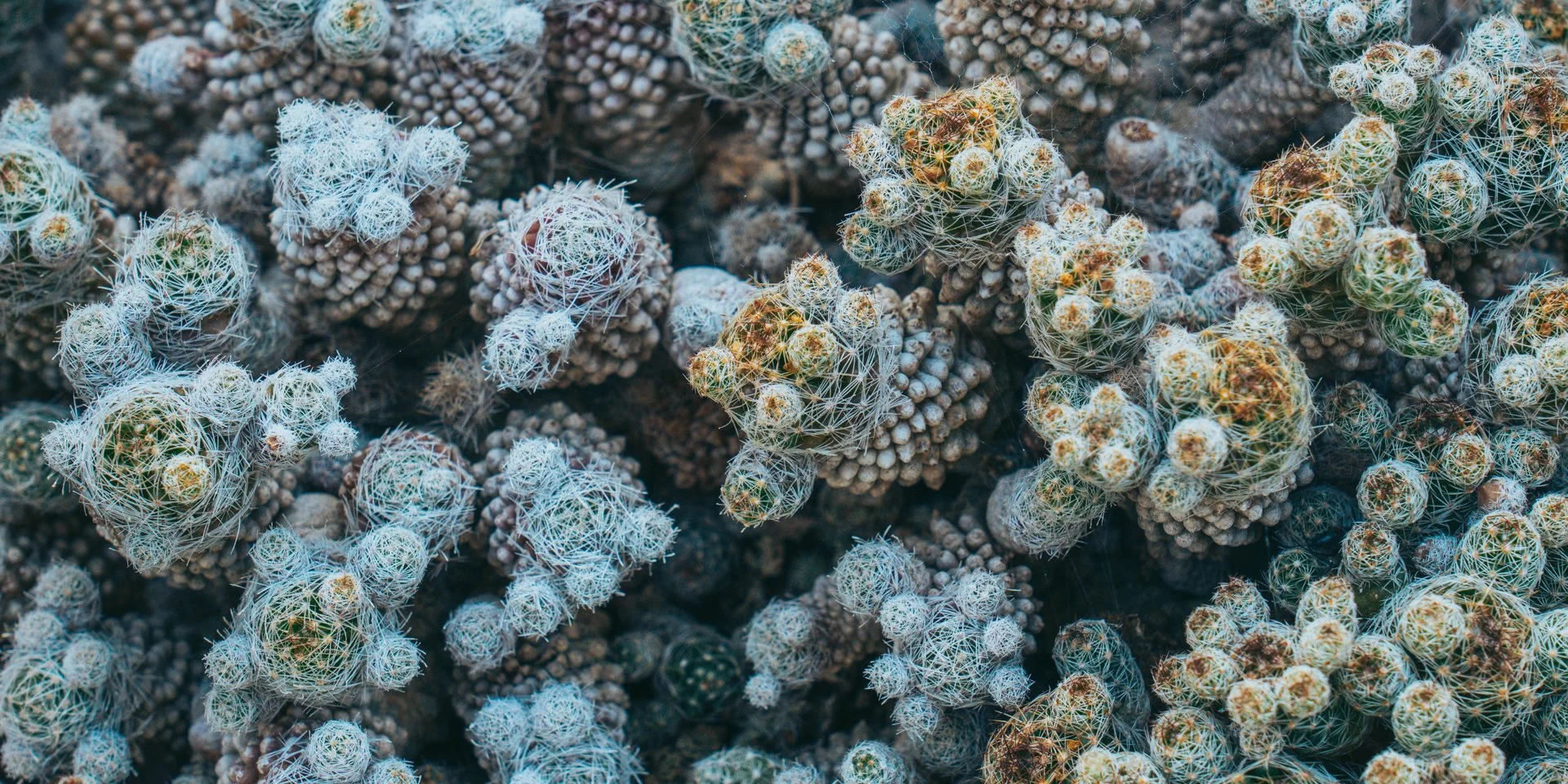Botanical Gardens | Bristol | 2025