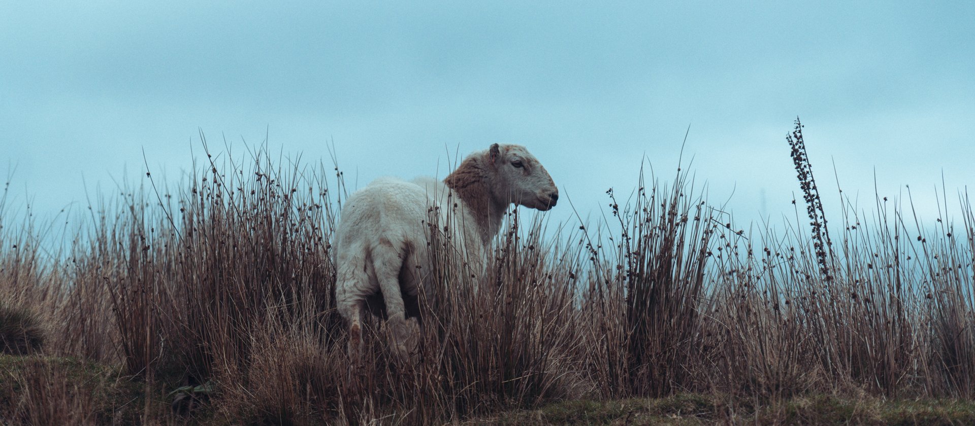 Blue Lagoon | Wales | 2026