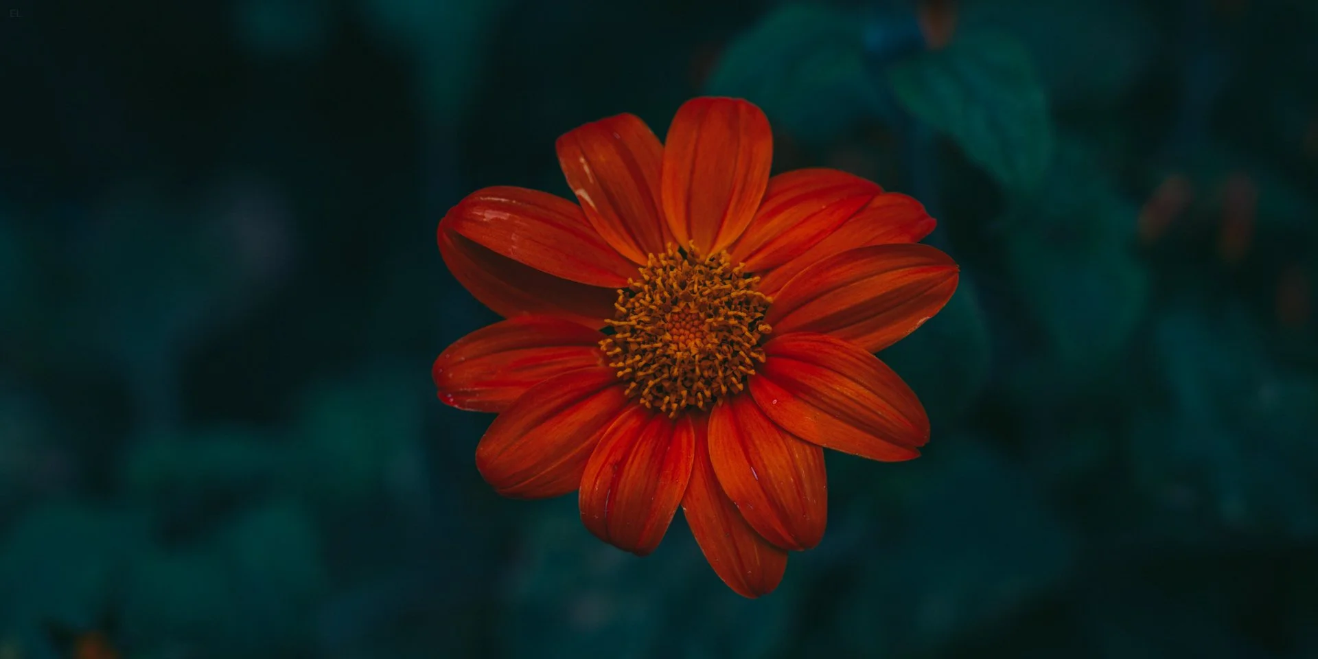 Botanical Gardens | Bristol | 2025