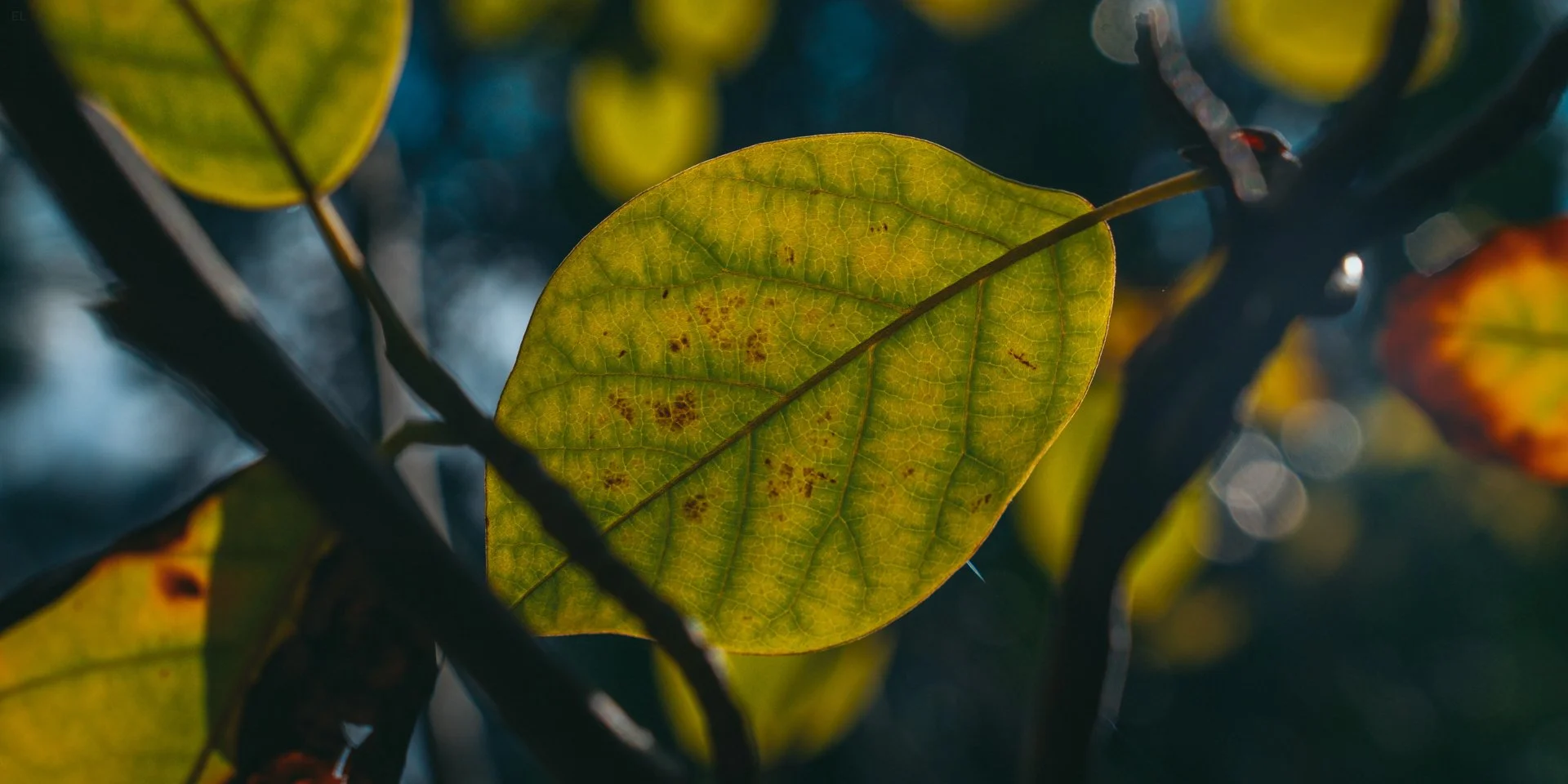 Botanical Gardens | Bristol | 2025
