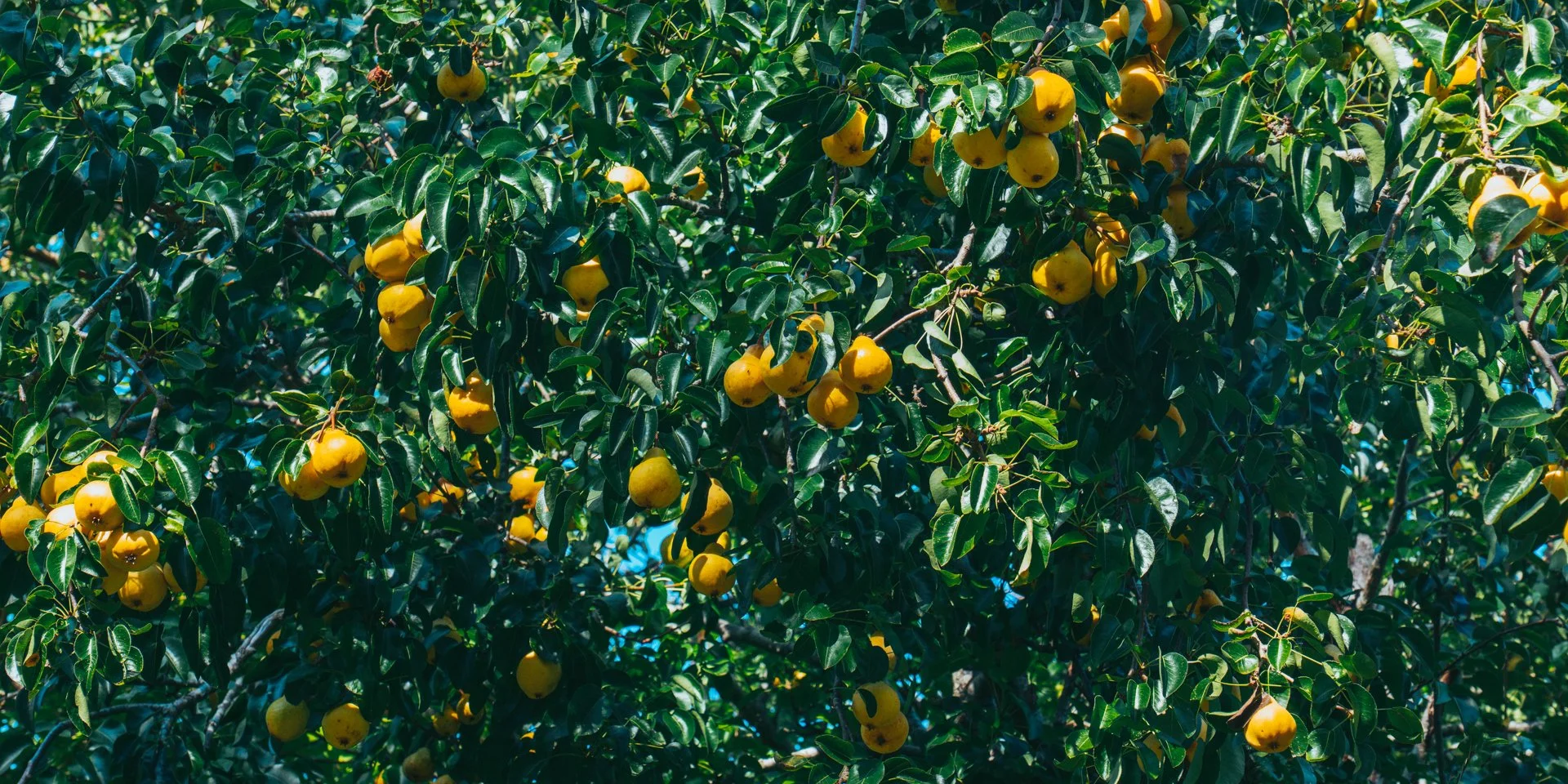 Botanical Gardens | Bristol | 2025