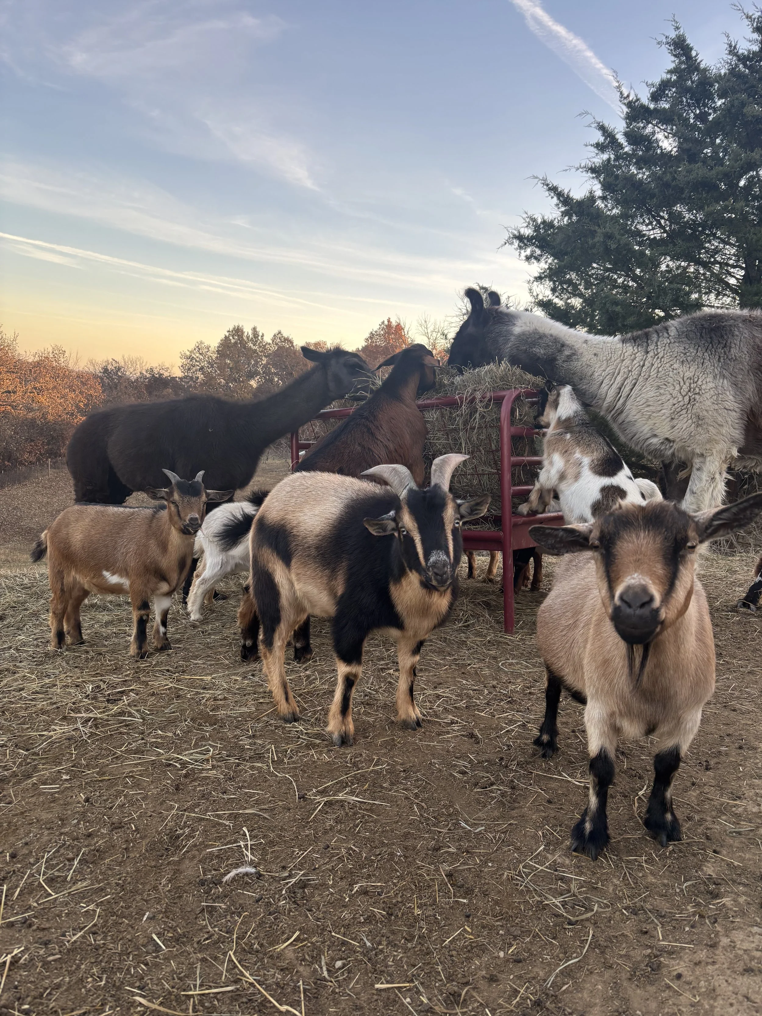 True tales from one very opinionated barnyard