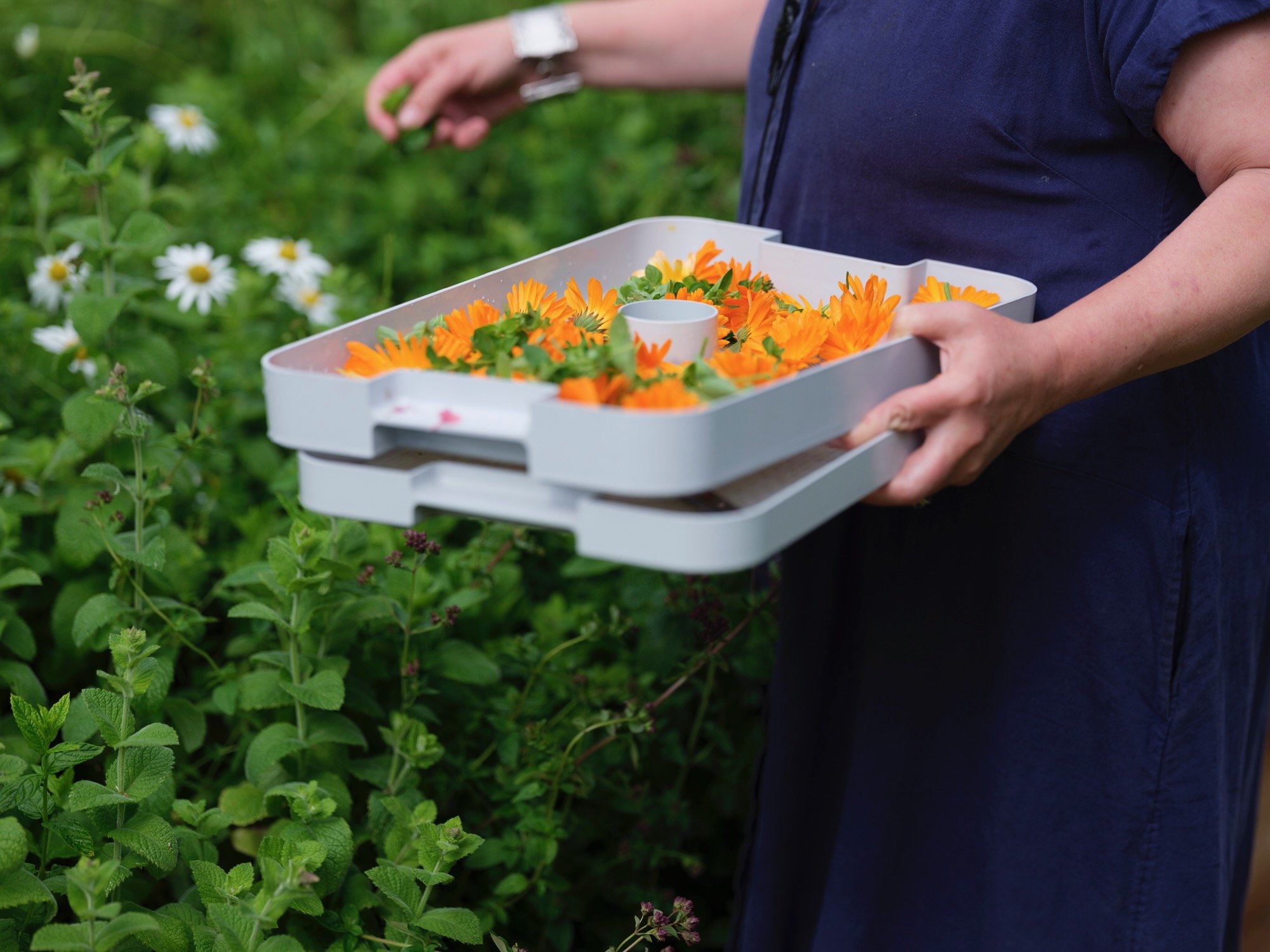 permaculture _066_Claudia Leisinger.jpeg