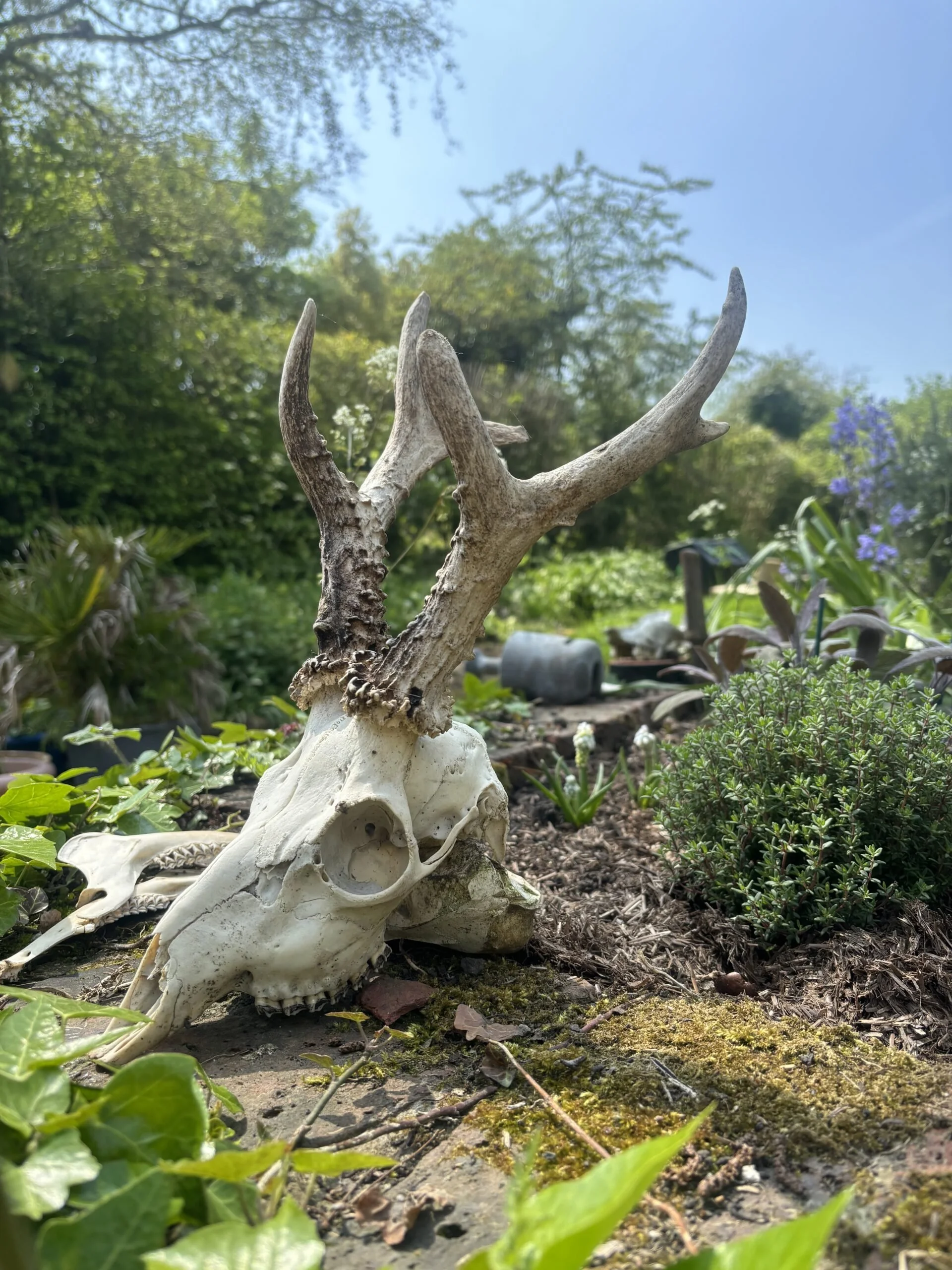 Death Wisdom – A School for Community Deathcare