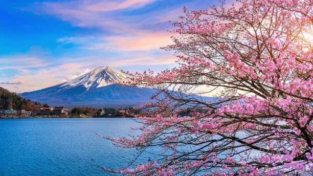 Under The Cherry Trees