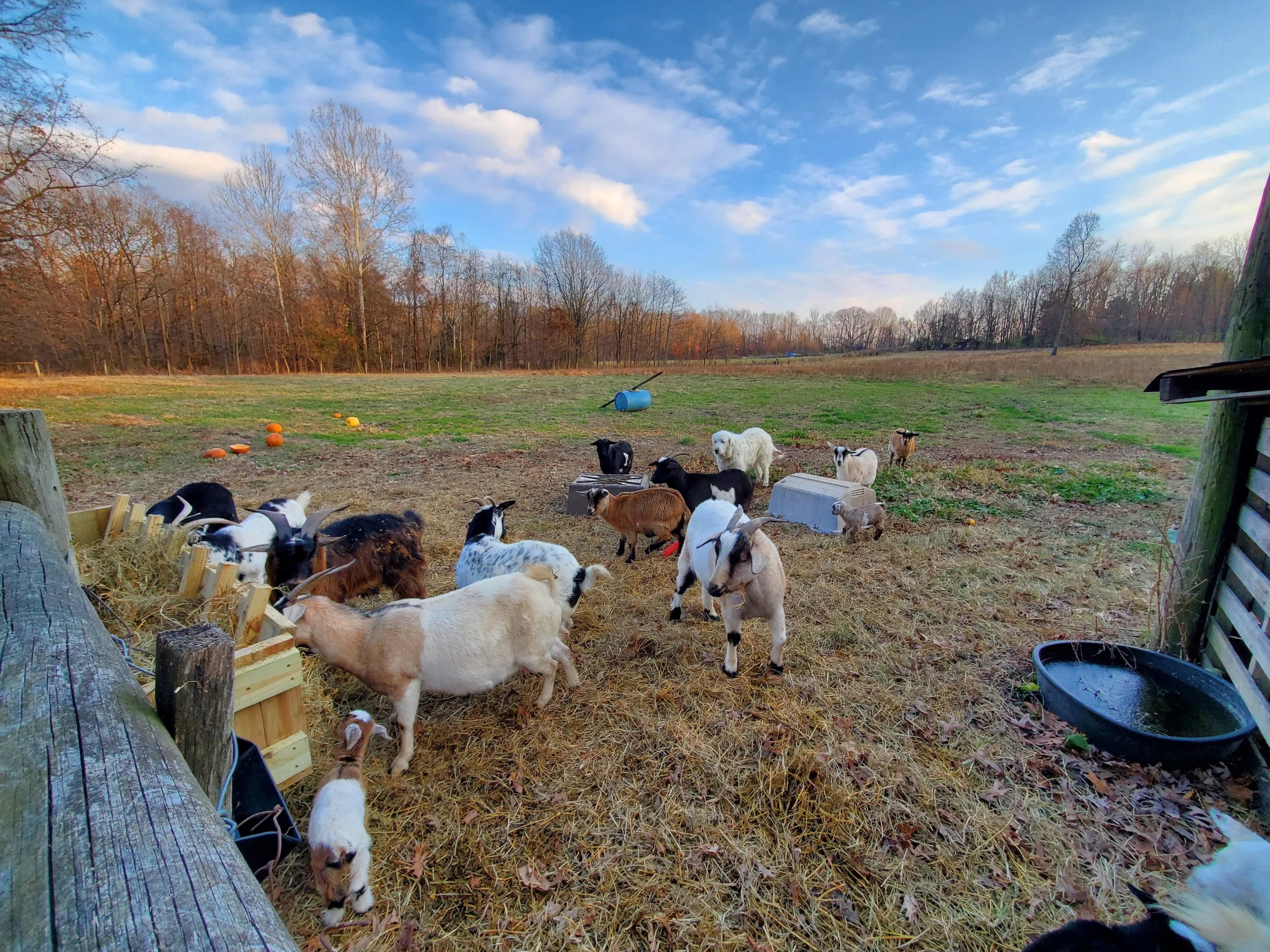 A farm scene with fainting goats, some grazing or walking, in an open field with trees in the background. Regenerative farming, closed-loop farming. Using organic practices to achieve sustainability at Allegree BerryWell Farms.