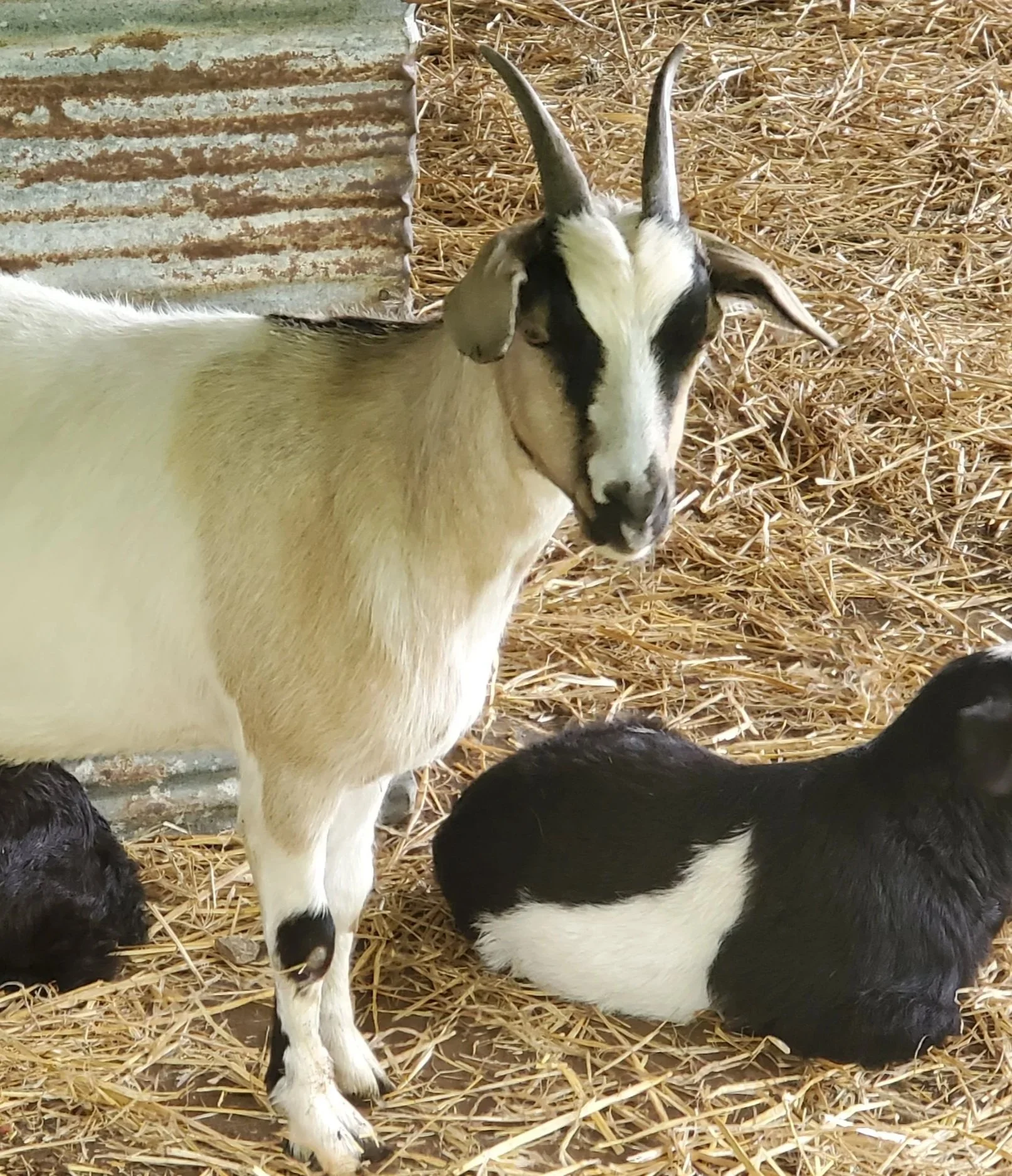 A goat with white, black, and brown fur standing on straw, with part of a corrugated metal wall. Regenerative farming, closed-loop farming. Using organic practices to achieve sustainability at Allegree BerryWell Farms. Indiana. Fainting goats.