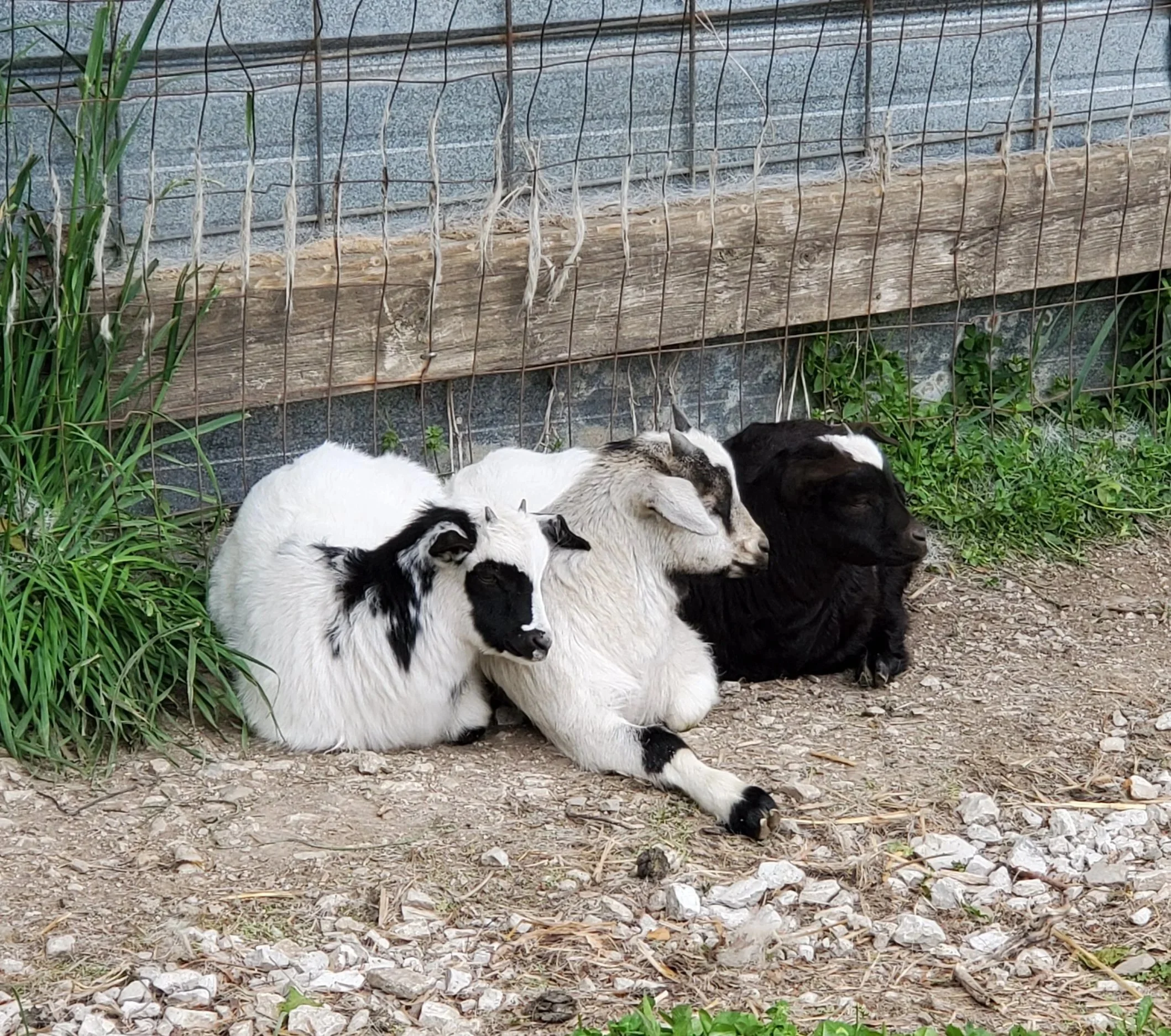 Several goats resting on gravel ground outside near a wire fence, with plants in the background. Regenerative farming, closed-loop farming. Using organic practices to achieve sustainability at Allegree BerryWell Farms. Indiana. Fainting goats.
