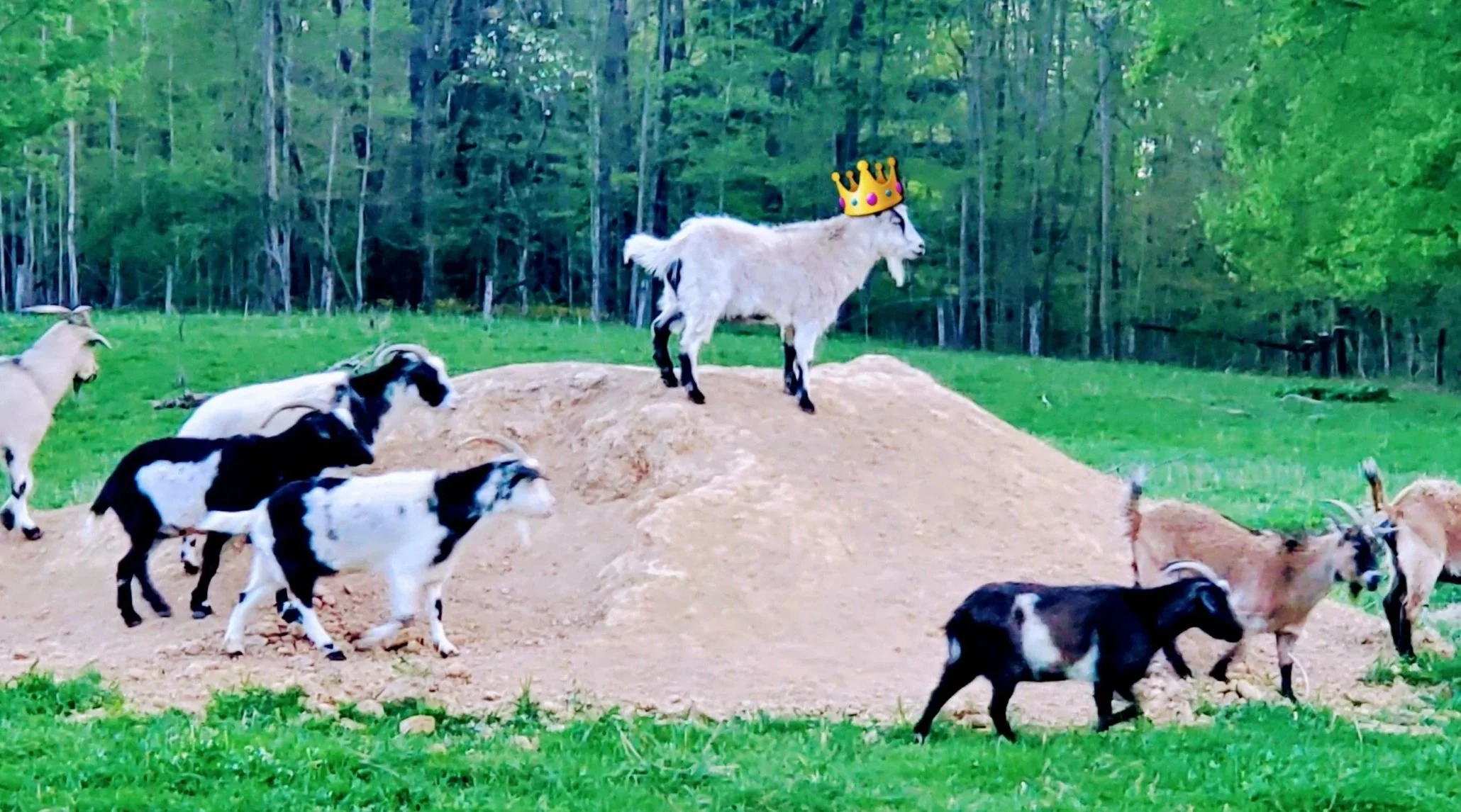 A white goat with black markings standing on a mound, wearing a cartoon-style crown, surrounded by several black and white goats in a grassy field with a background of elderberries. Used in closed-loop fertilization on Allegree BerryWell Farm.