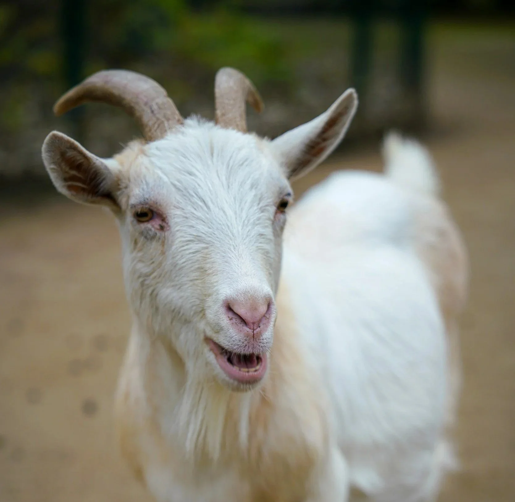 Close-up of a white goat with curved horns and an open mouth, showing a playful or surprised expression, in an outdoor setting.
