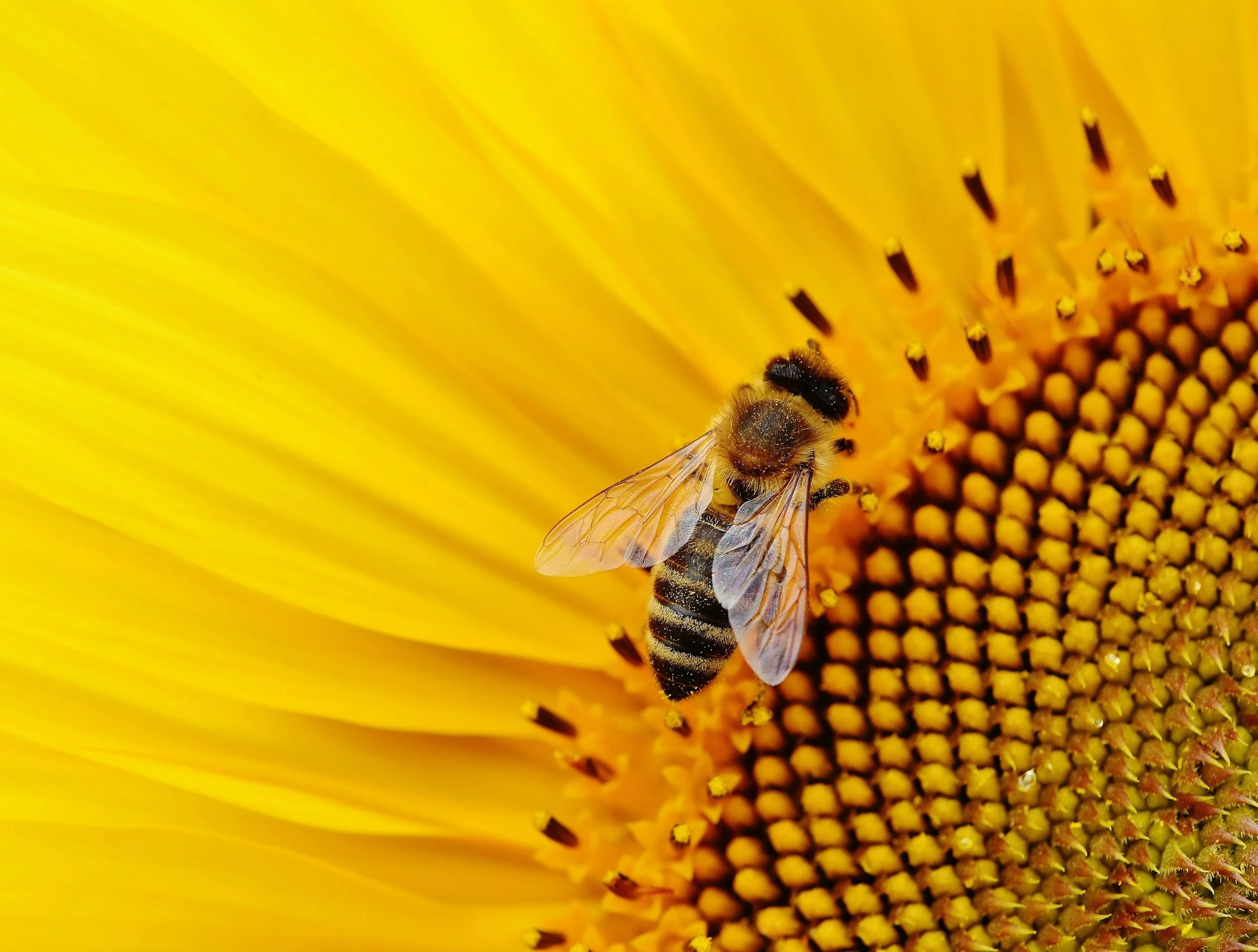 Close-up of a bee on the center of a yellow sunflower with bright yellow petals.