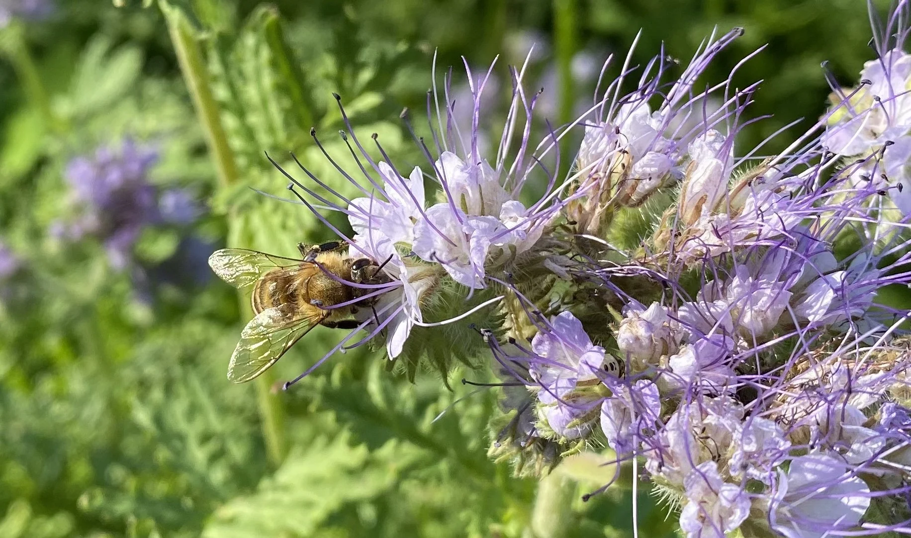 A bee collecting nectar from a purple flower with green leaves in the background.