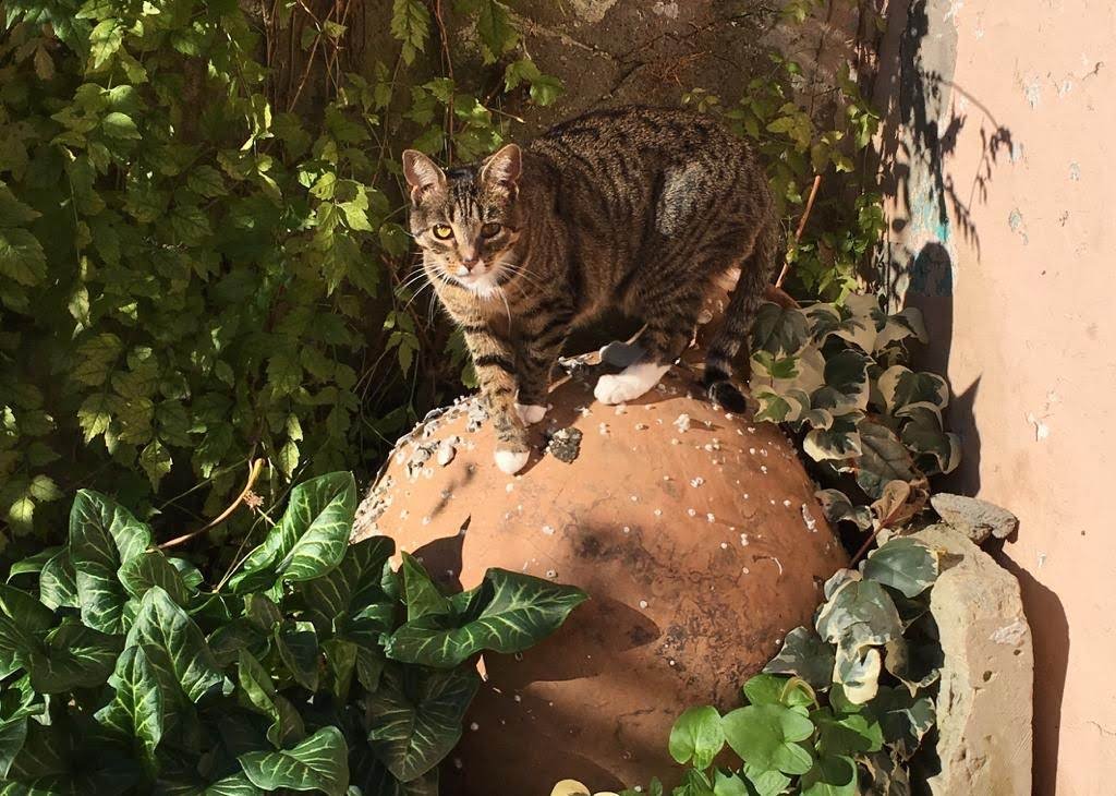 Un gatto tigrato con arti bianchi si trova su un grande vaso di terracotta circondato da piante verdi.