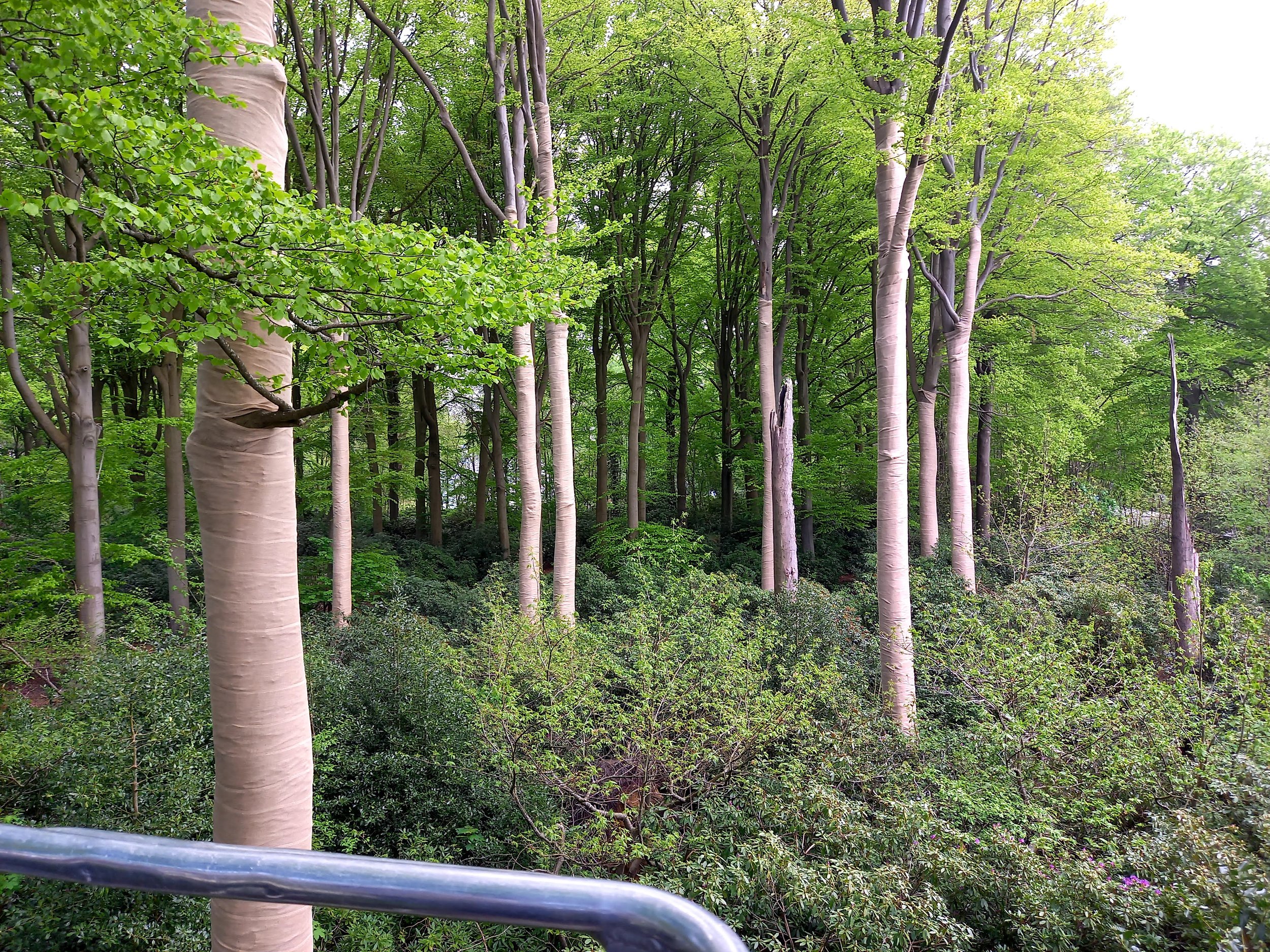 Zonnebescherming Beuken
