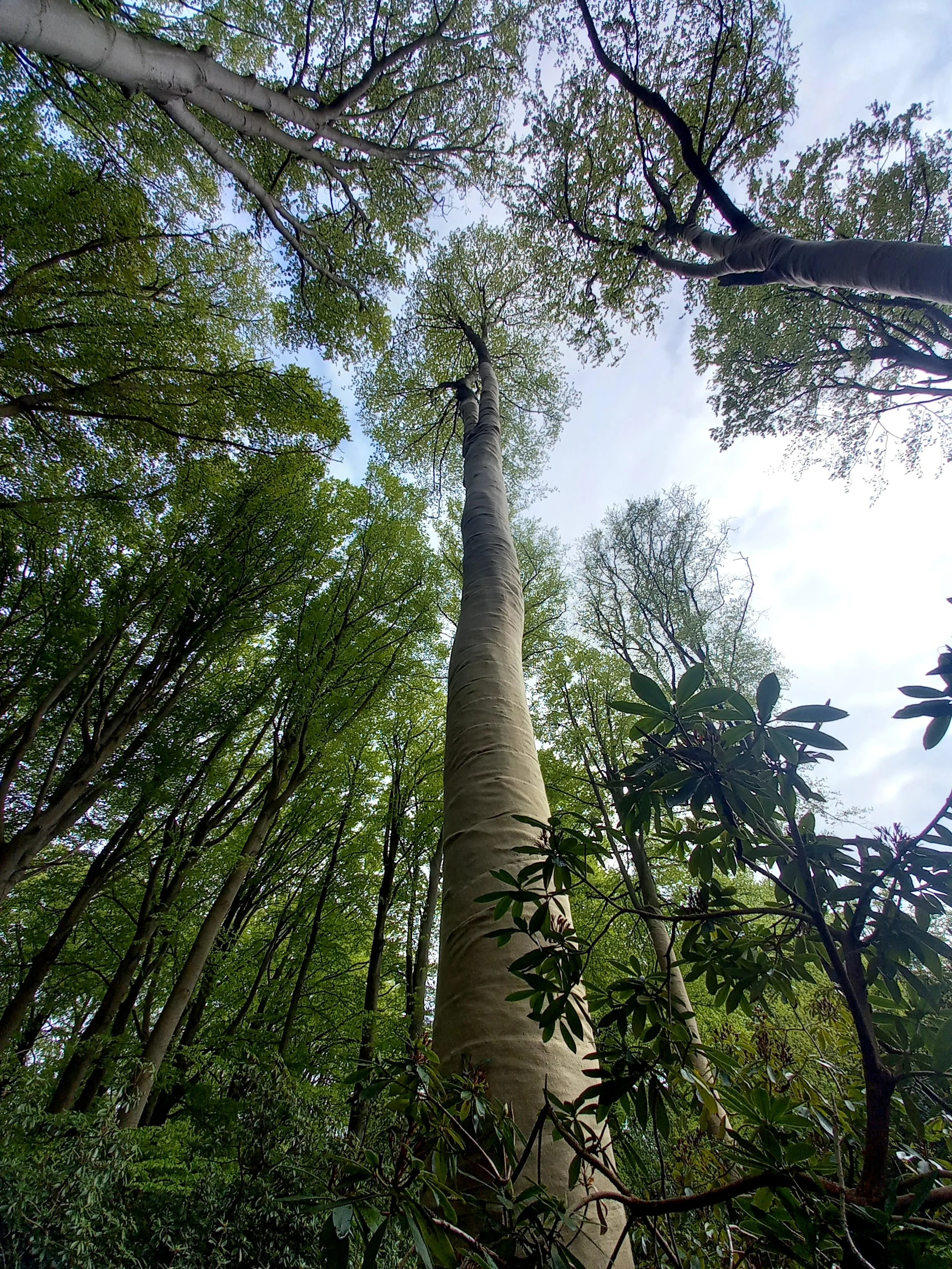 Zonnebescherming beuken