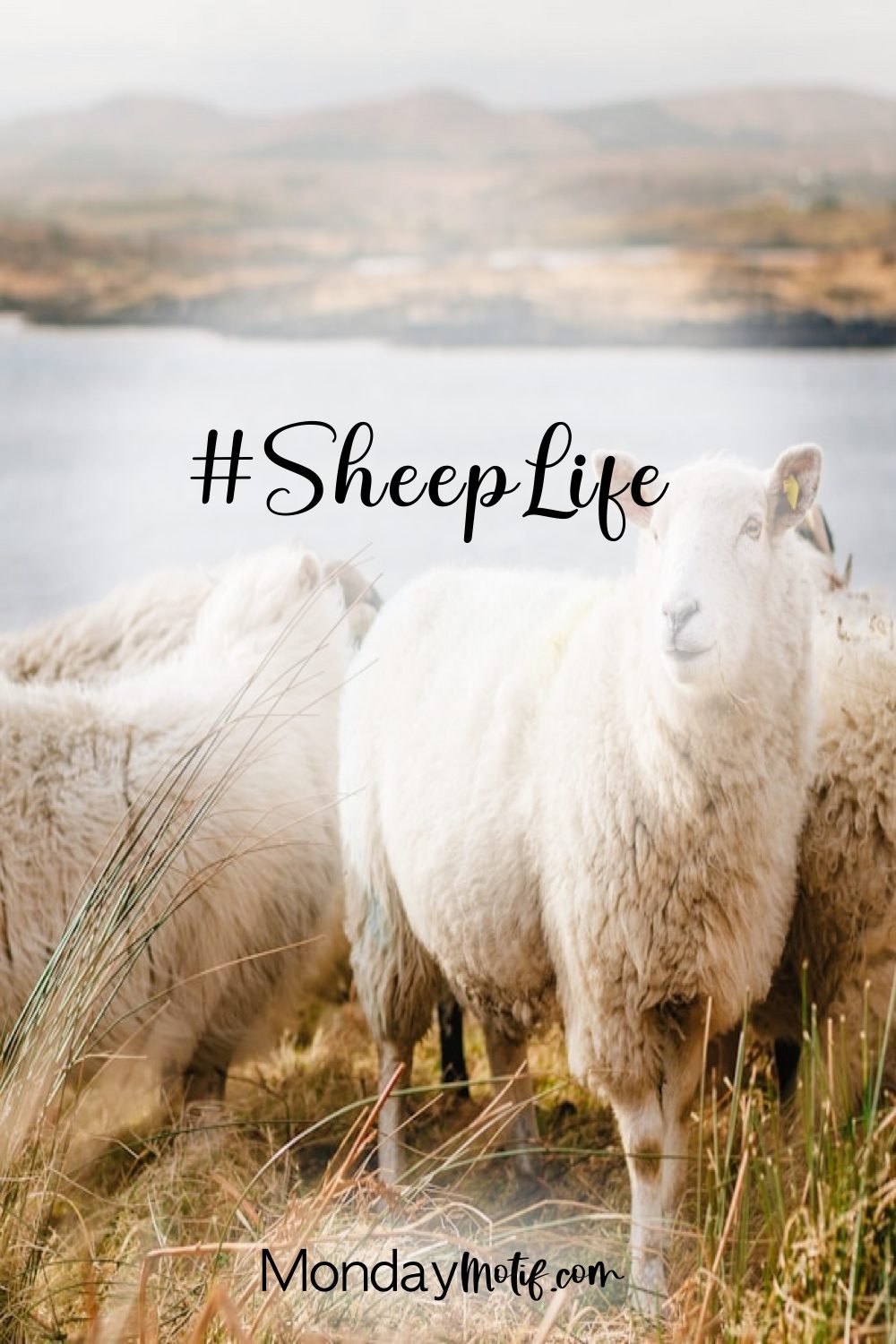 Following God: Being Amazing Sheep