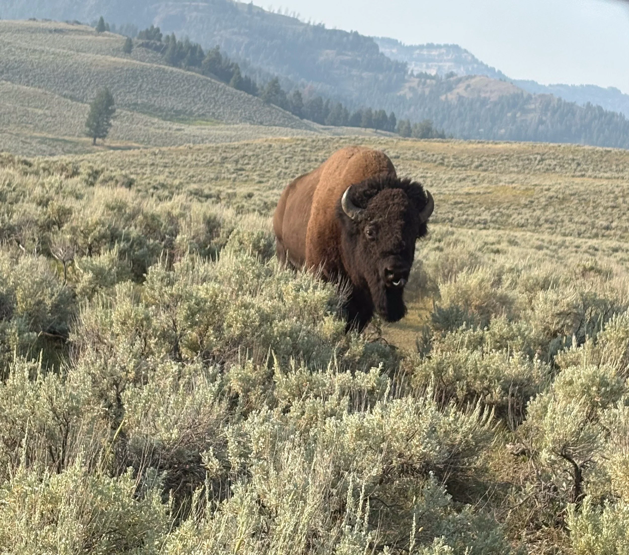 Yellowstone-65.jpg
