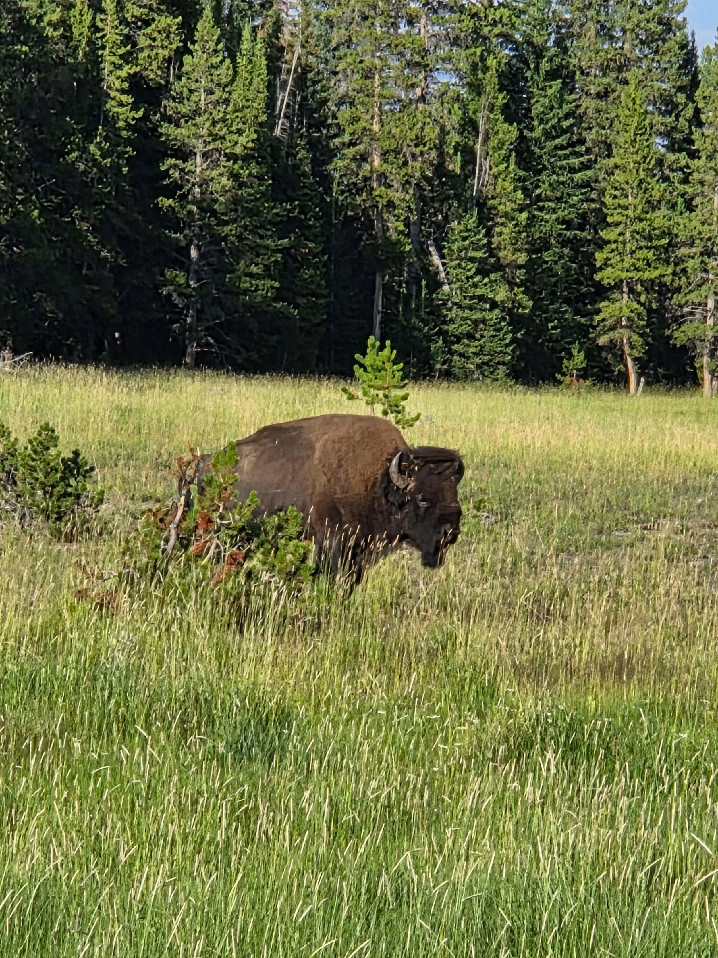 Yellowstone-29.jpg