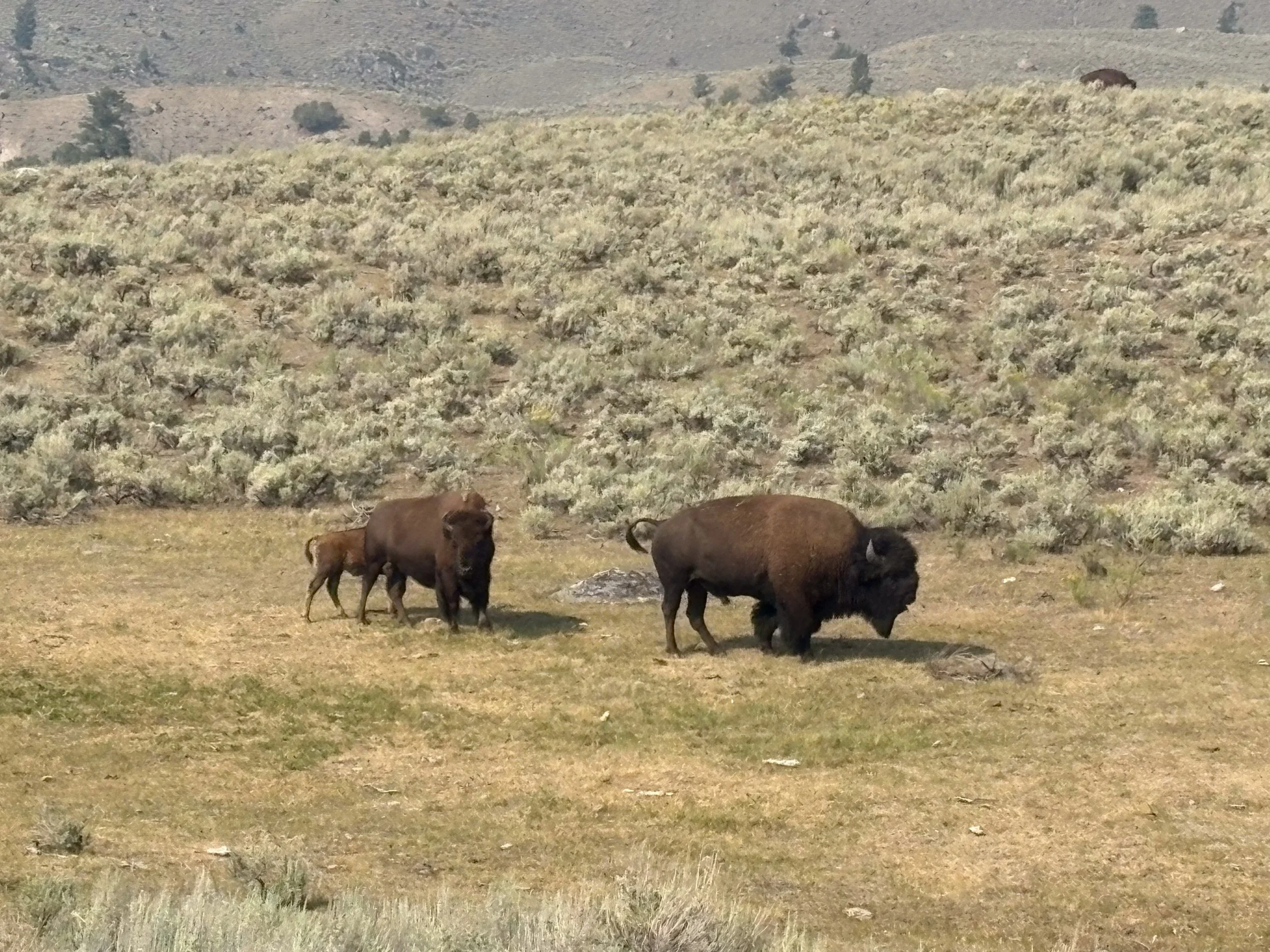 Yellowstone-63.jpg